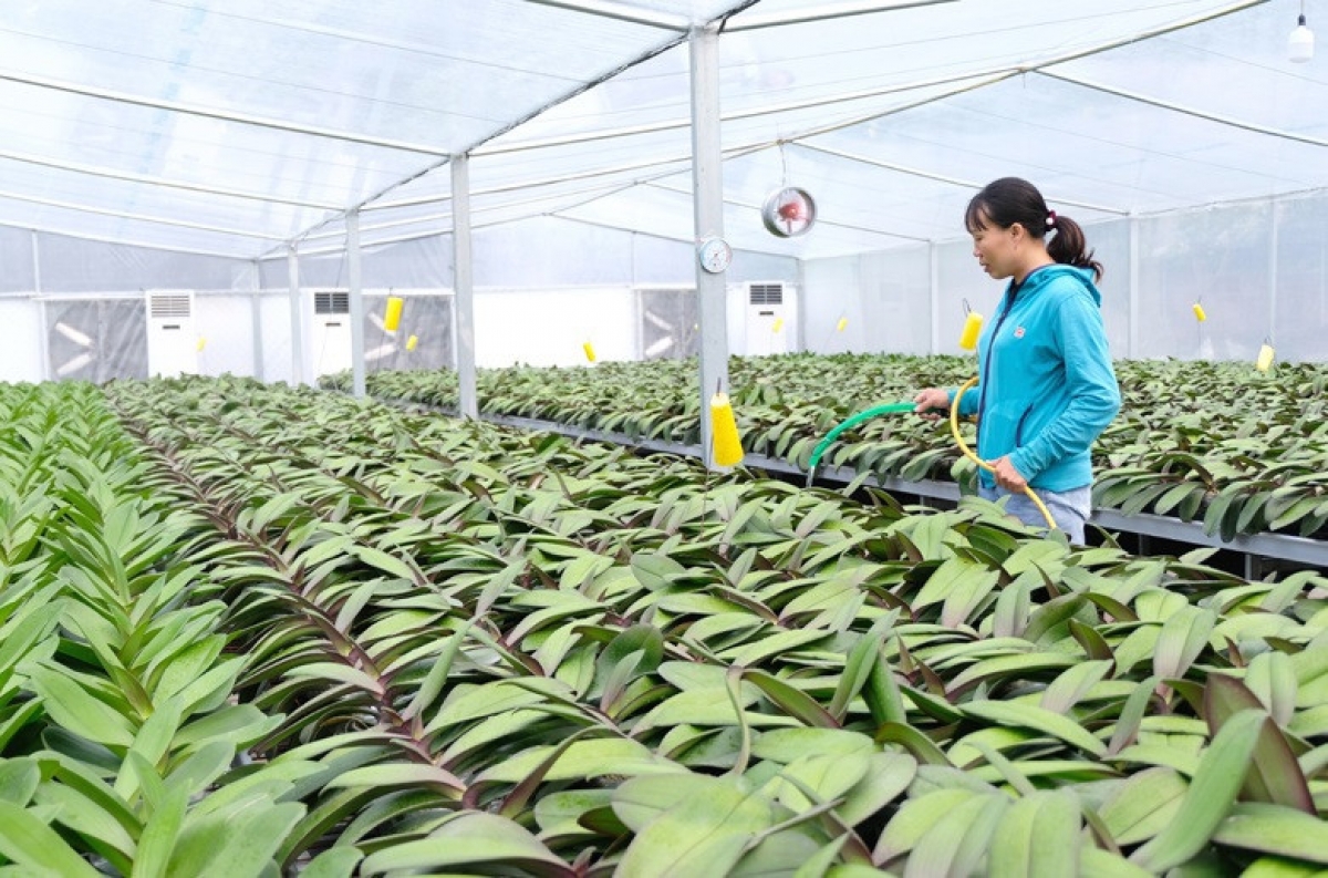 Nhiều mô hình nông nghiệp đô thị Hà Nội đã hình thành chuỗi liên kết và cho thu nhập cao