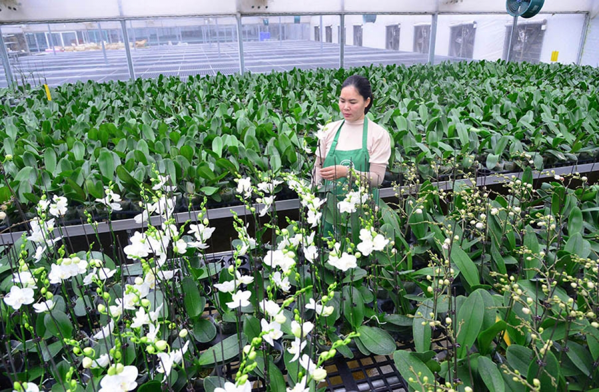 Thành phố Hà Nội đã phát triển các mô hình nông nghiệp sinh thái, nông nghiệp ứng dụng công nghệ cao, nông nghiệp đô thị, góp phần đưa nông nghiệp thủ đô có diện mạo mới.