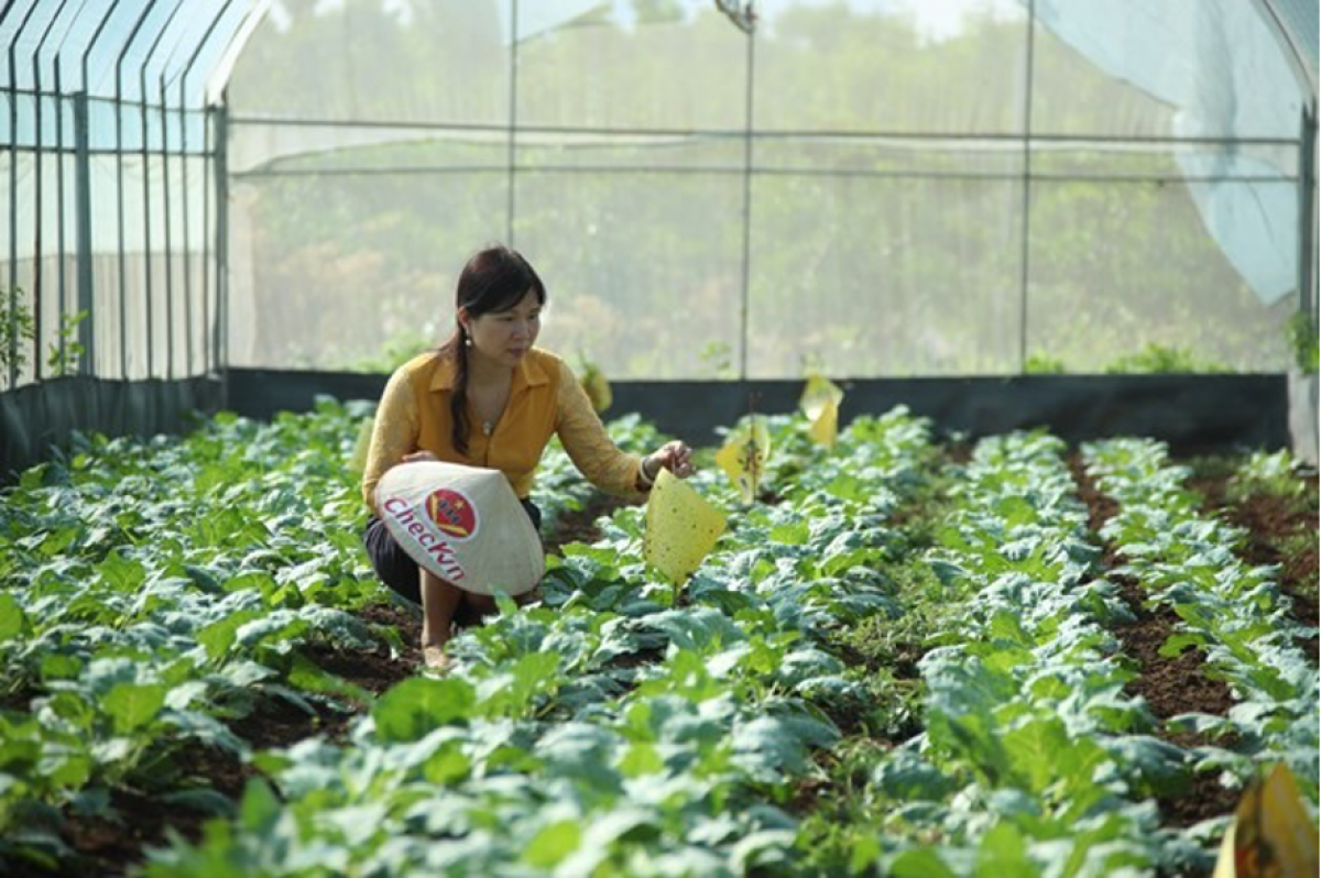 Chị Phạm Thị Lý - Giám đốc HTX Nông nghiệp hữu cơ Tiên Dương