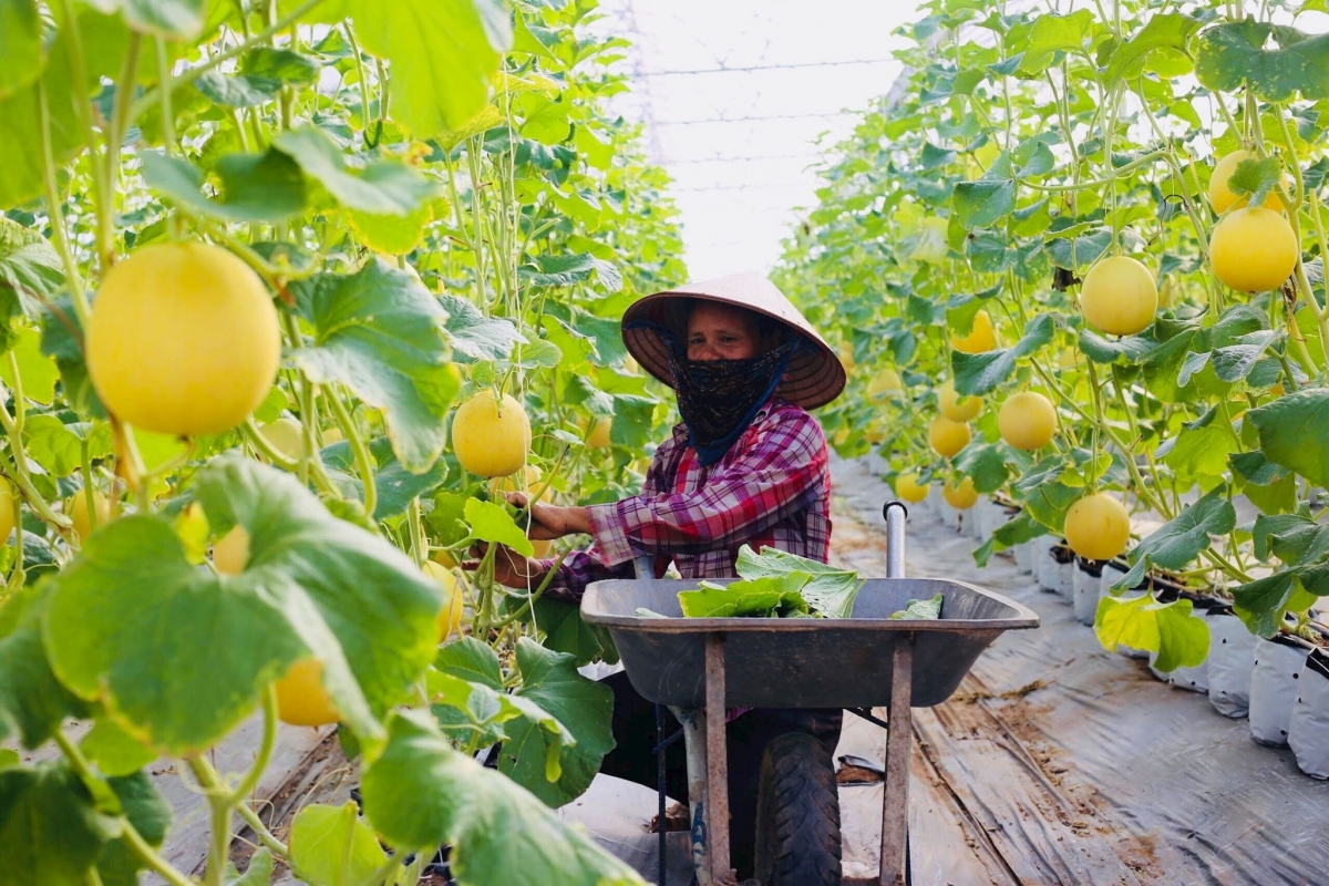 Các mô hình nông nghiệp công nghệ cao cho giá trị kinh tế cao.