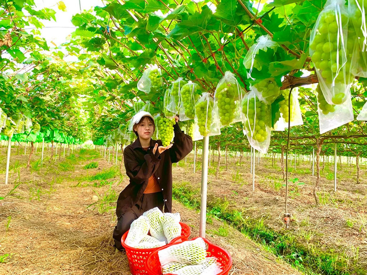Mô hình trồng nho kết hợp với du lịch tại xã Thạch Thất cho giá trị kinh tế cao.