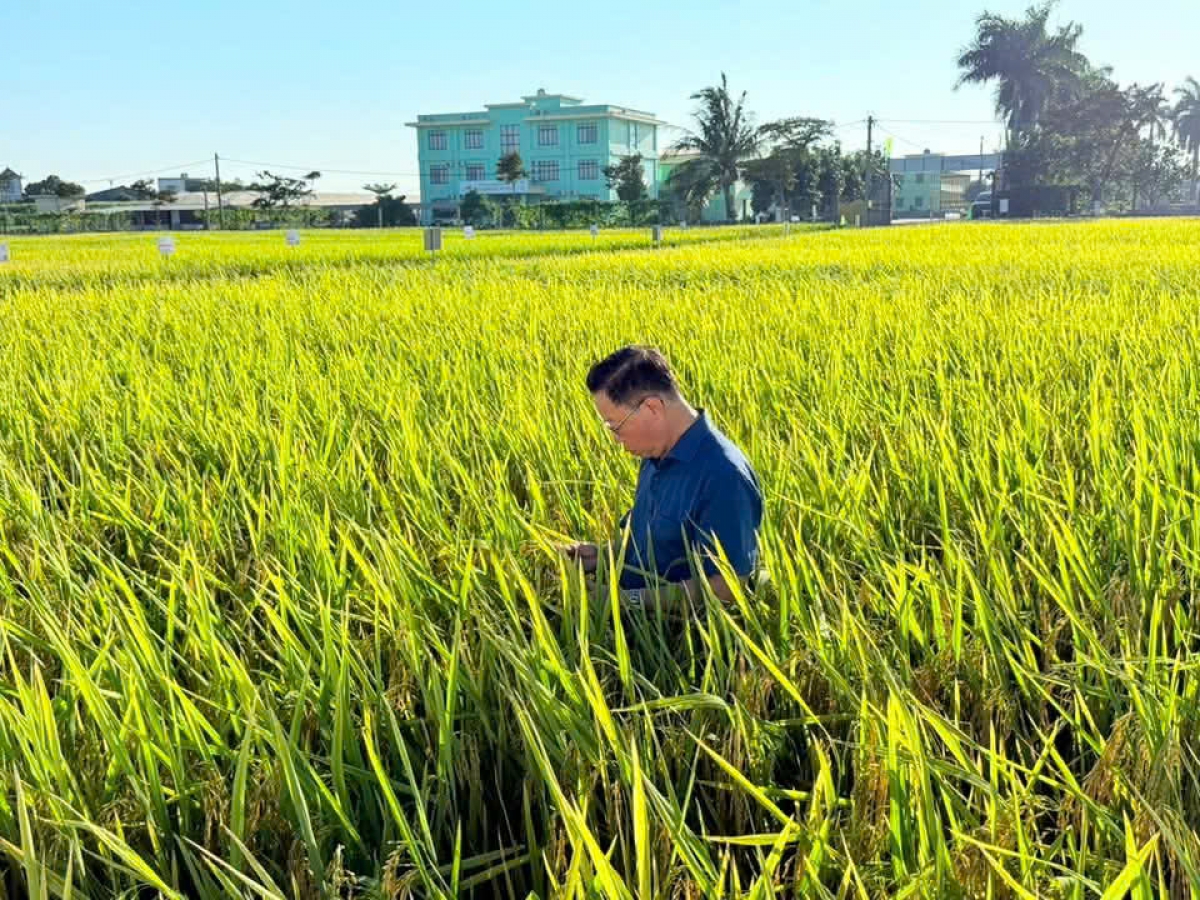 (Anh hùng Lao động Trần Mạnh Báo, Chủ tịch HĐQT Tập đoàn Thái Bình Seed - Kiểm tra lúa giống)