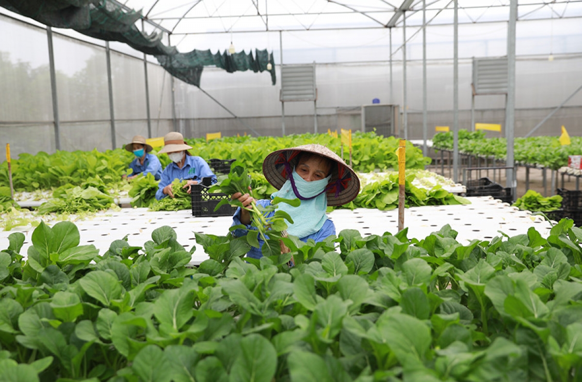 Thu hoạch rau trồng theo phương pháp thủy canh tại Công ty cổ phần Đầu tư An Hòa, Bát Tràng, Hà Nội