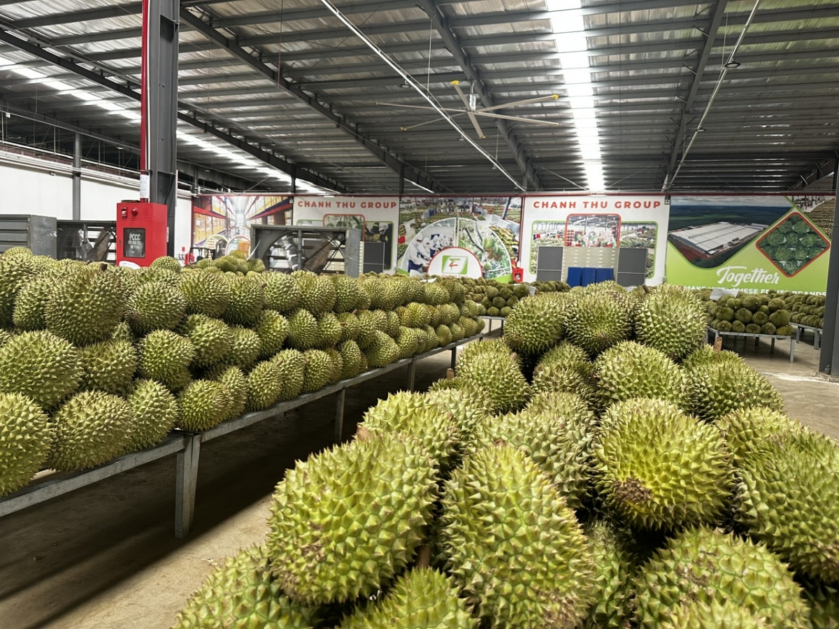 Sầu riêng tiếp tục là điểm sáng trong xuất khẩu của ngành rau quả