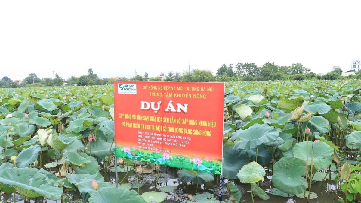 Trung tâm Khuyến nông Hà Nội đang đồng hành cùng các địa phương chuyển đổi cơ cấu cây trồng, hình thành nhiều vùng sản xuất sen hàng hóa có giá trị cao.