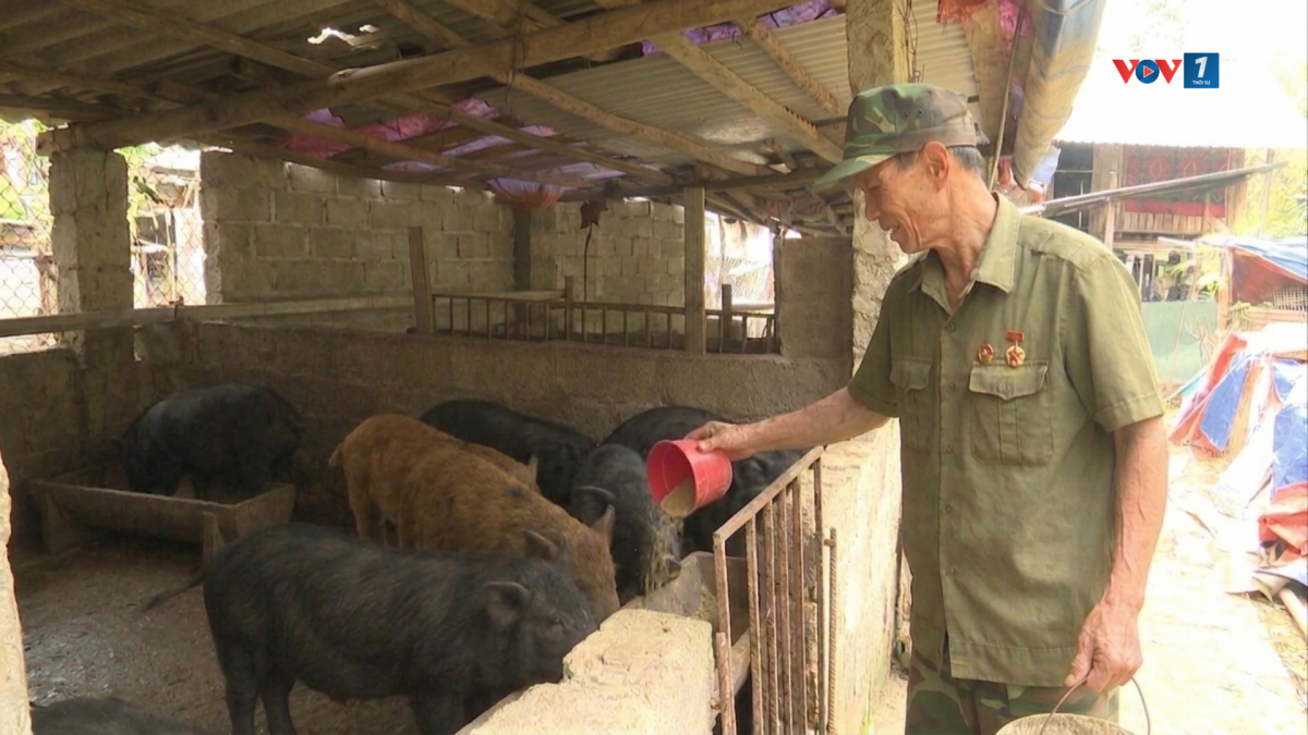 Cựu chiến binh Tá Văn Nguyên vẫn hàng ngày cần mẫn chăm sóc đàn lợn