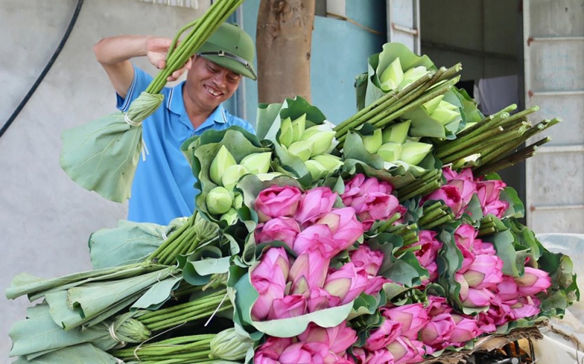 Ông Lã Quang Khanh vận chuyển sen cung ứng cho các đầu mối thu mua.
