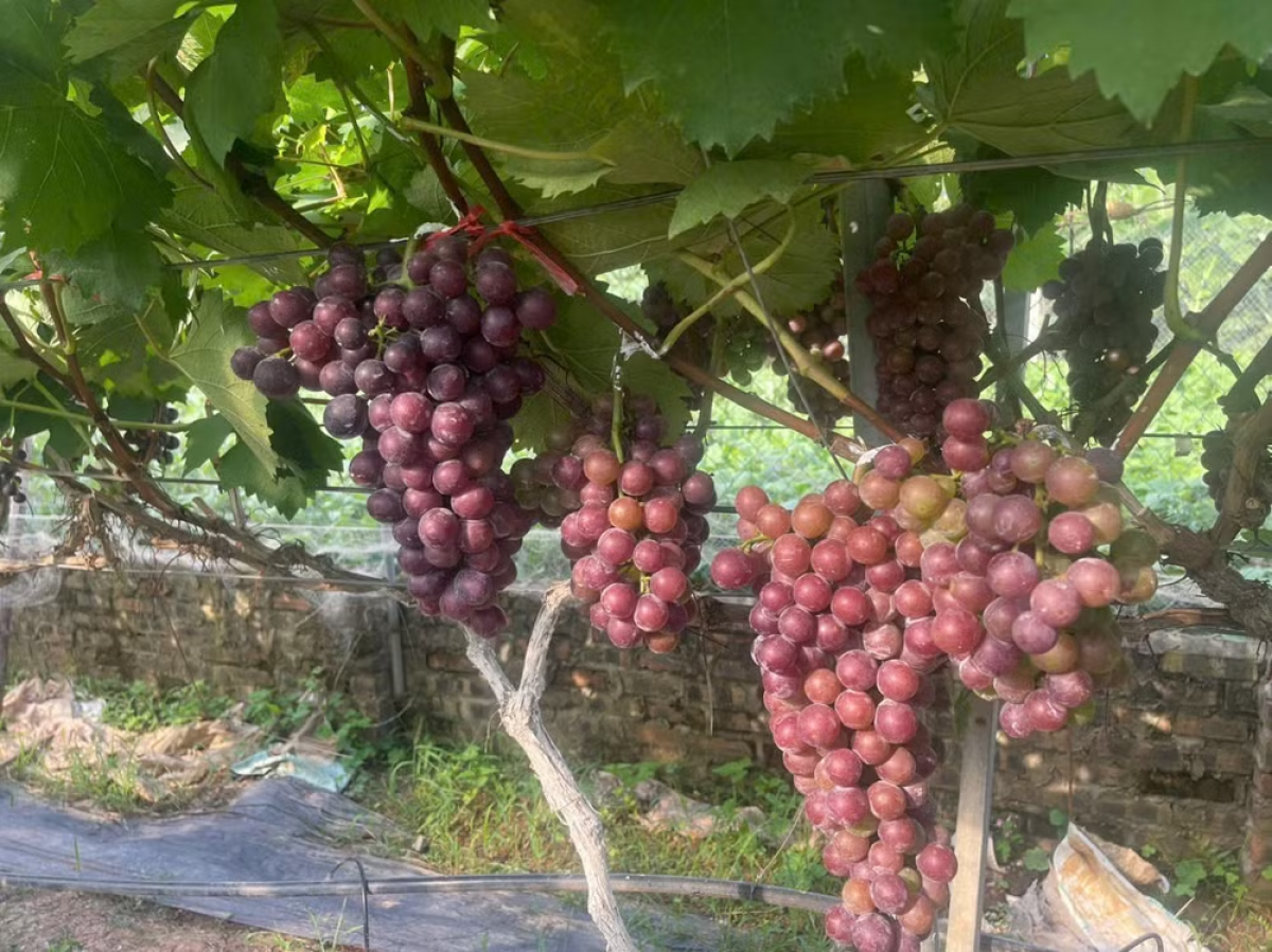 Mô hình trồng nho ở Đông Anh trên quy mô lớn mang lại giá trị kinh tế cao