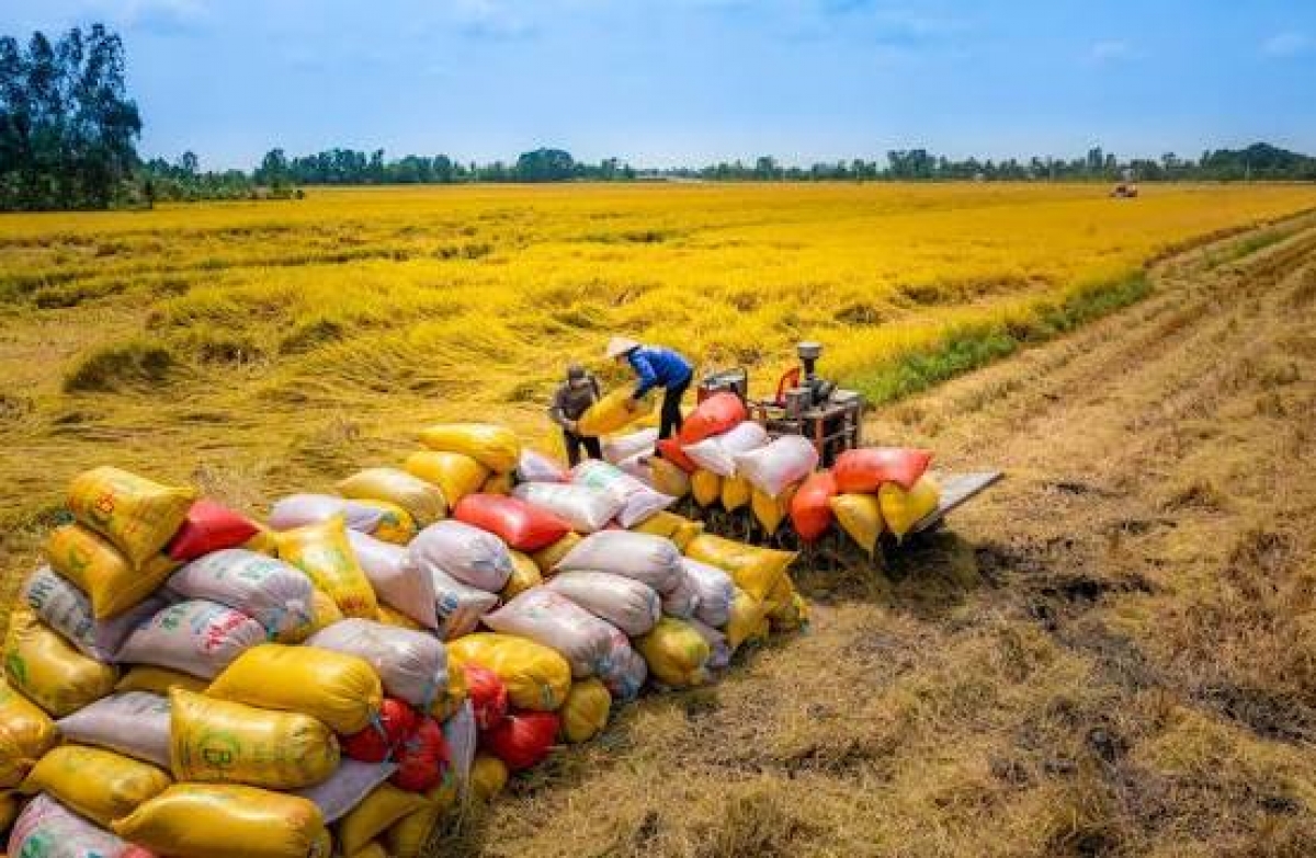 Xuất khẩu gạo tiếp tục mở rộng thị trường mới ( Ảnh KT)