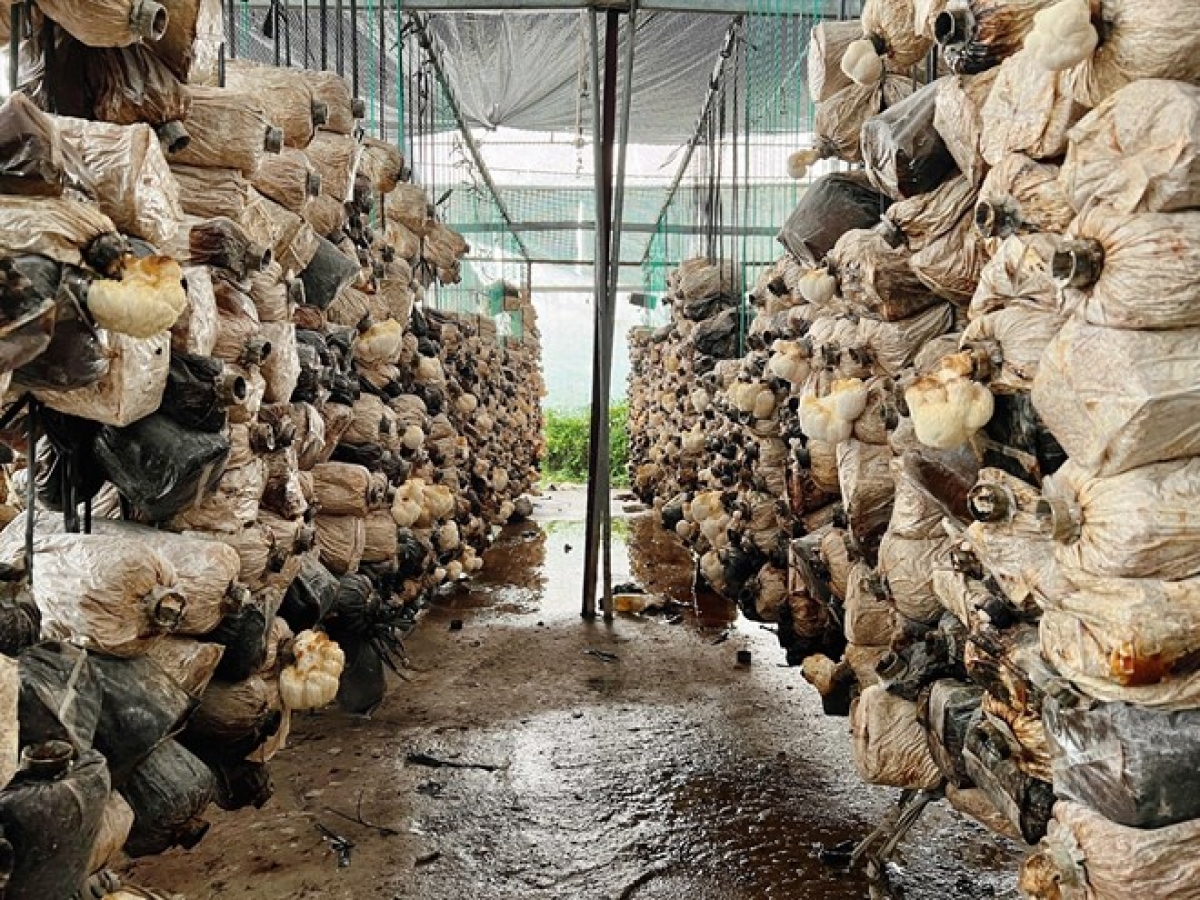 Mô hình trồng nấm không chỉ đem lại thu nhập cao mà còn tận dụng được phế thải từ nông nghiệp, giảm ô nhiễm môi trường