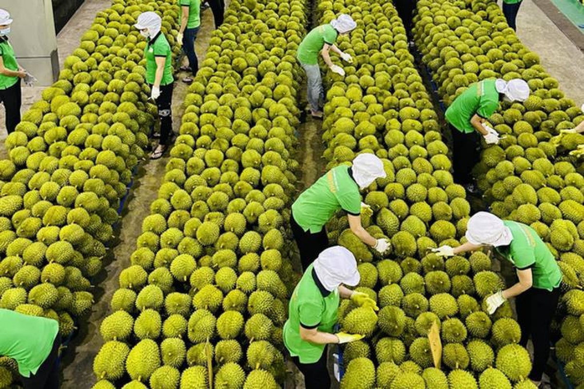Xuất khẩu sầu riêng sẽ tăng trưởng mạnh trong những tháng cuối năm