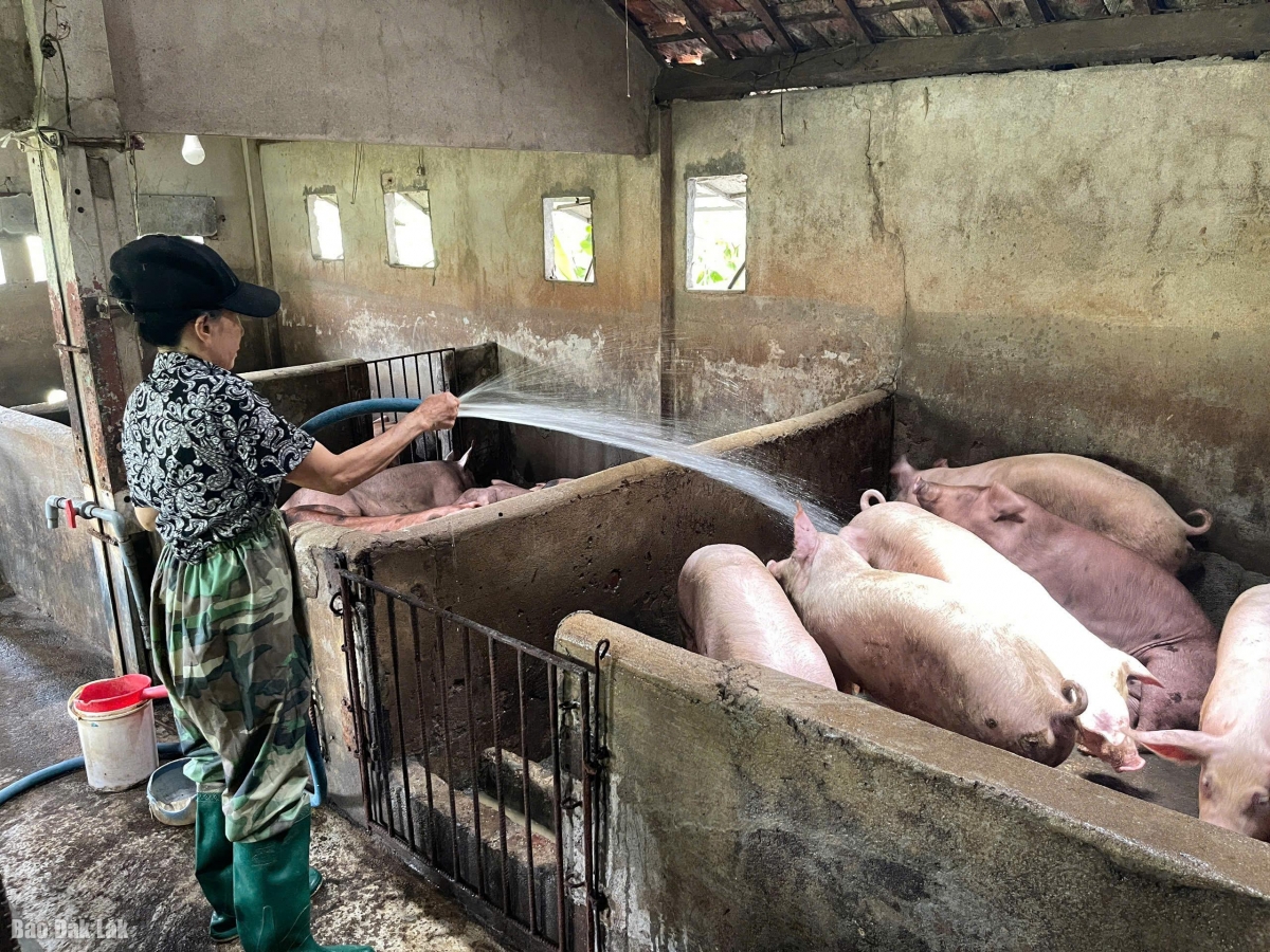 Chăn nông hộ tiềm ẩn nhiều nguy cơ phát sinh các ổ Dịch tả lợn châu Phi ( ảnh minh họa)