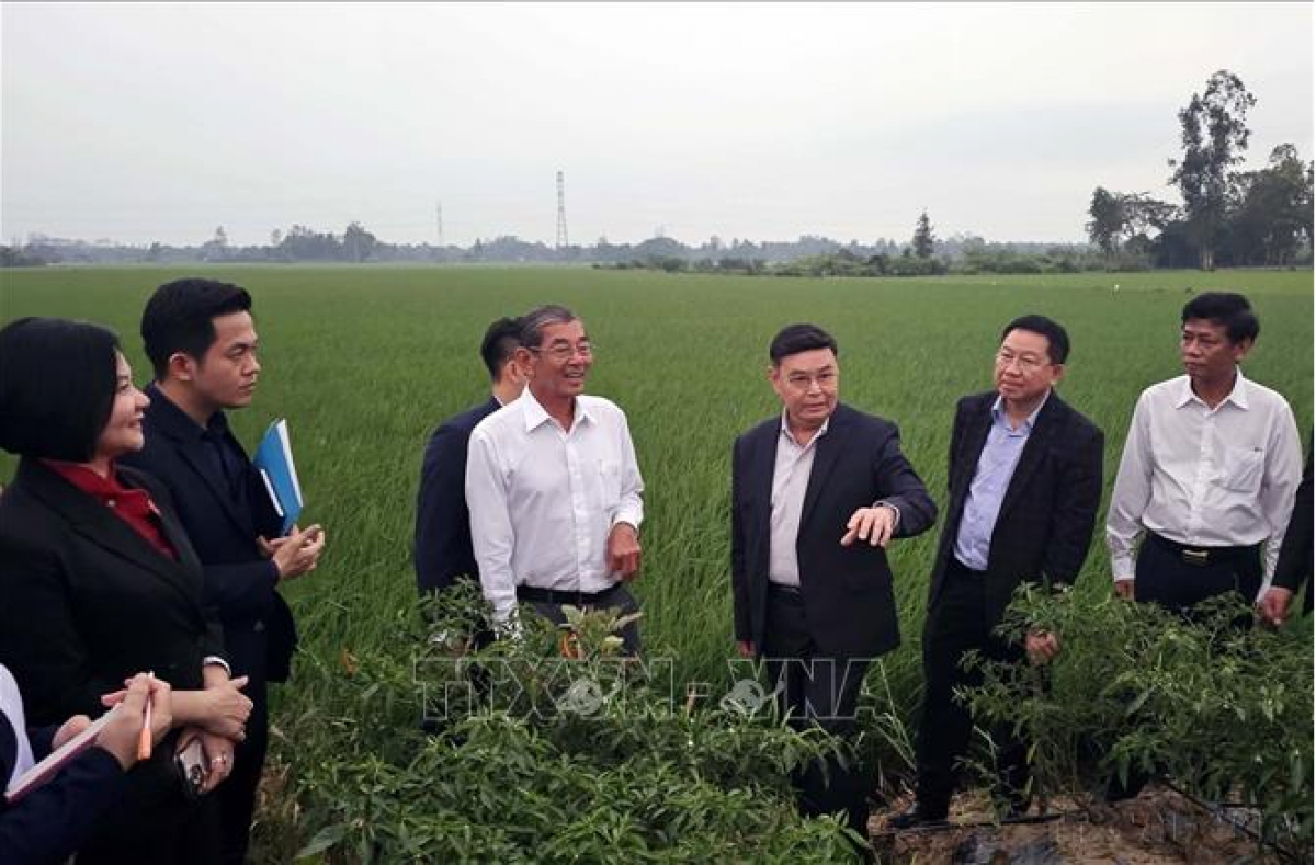 Chủ tịch Quốc hội Lào Xaysomphone Phomvihane thăm cánh đồng lúa ST25 tại xã Đại Tâm, huyện Mỹ Xuyên, tỉnh Sóc Trăng (18/12/2024). Ảnh: Trung Hiếu-TTXVN