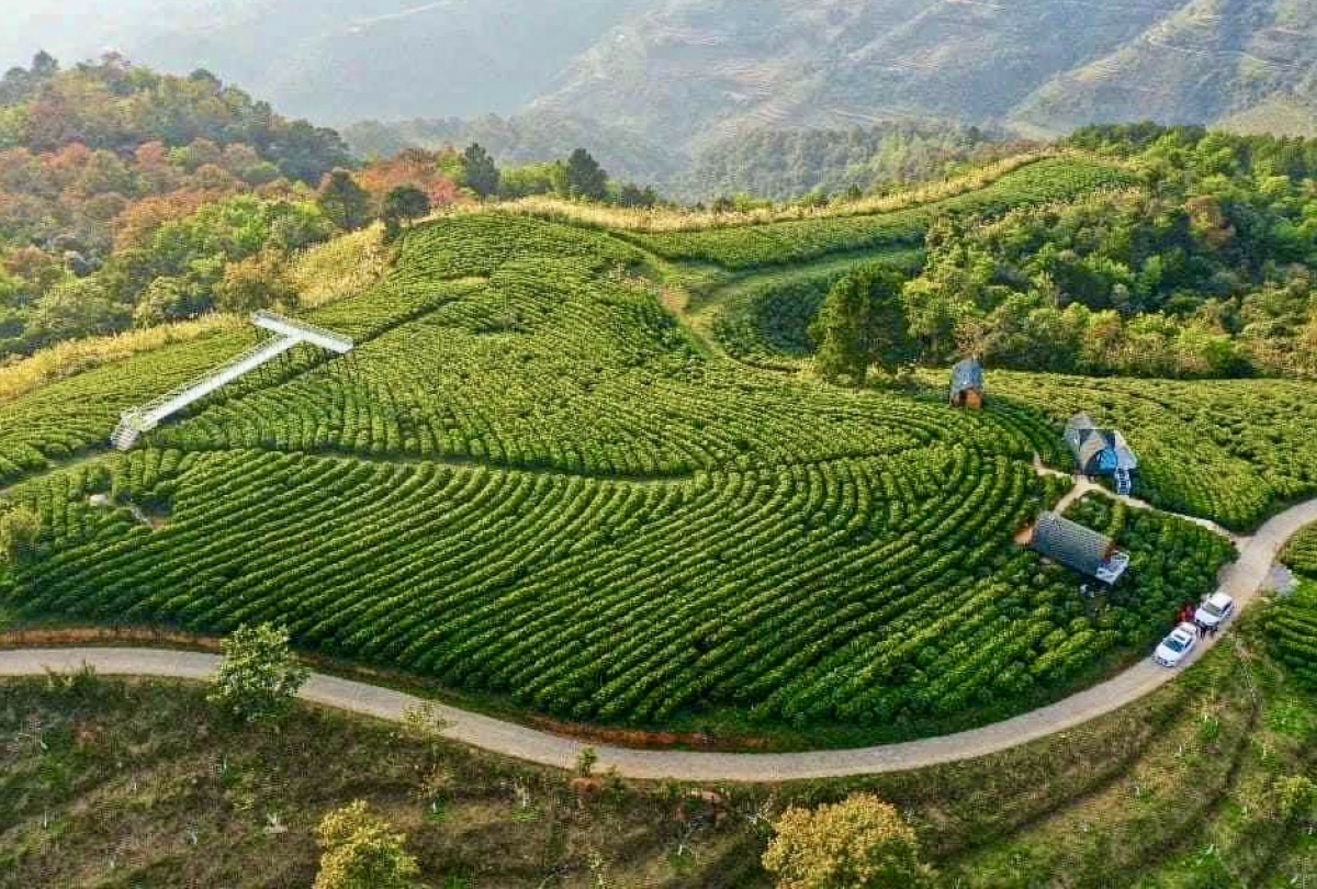 Vùng nguyên liệu chè hữu cơ tại xã Thành Công, tỉnh Cao Bằng