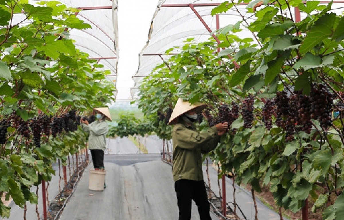 Mô hình trồng nho hạ đen kết hợp du lịch sinh thái tại xã Đan Phượng mang lại giá trị kinh tế cao.