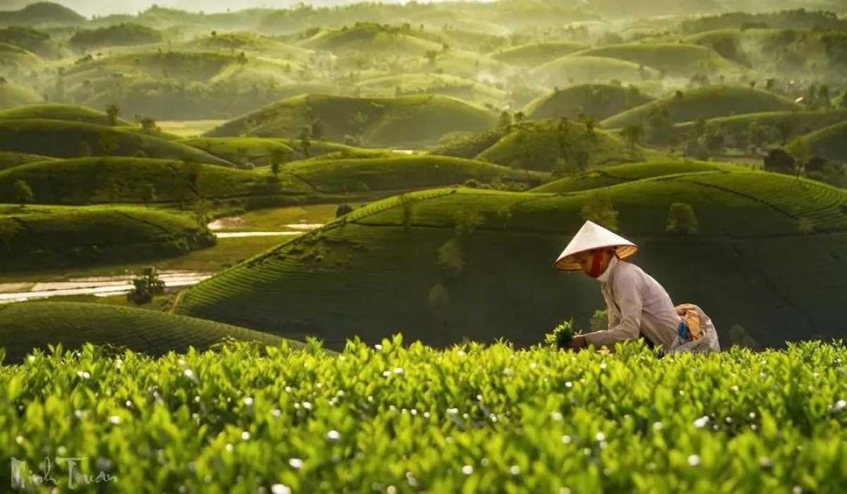 Ảnh đồi chè Long Cốc, xã Long Cốc, tỉnh Phú Thọ