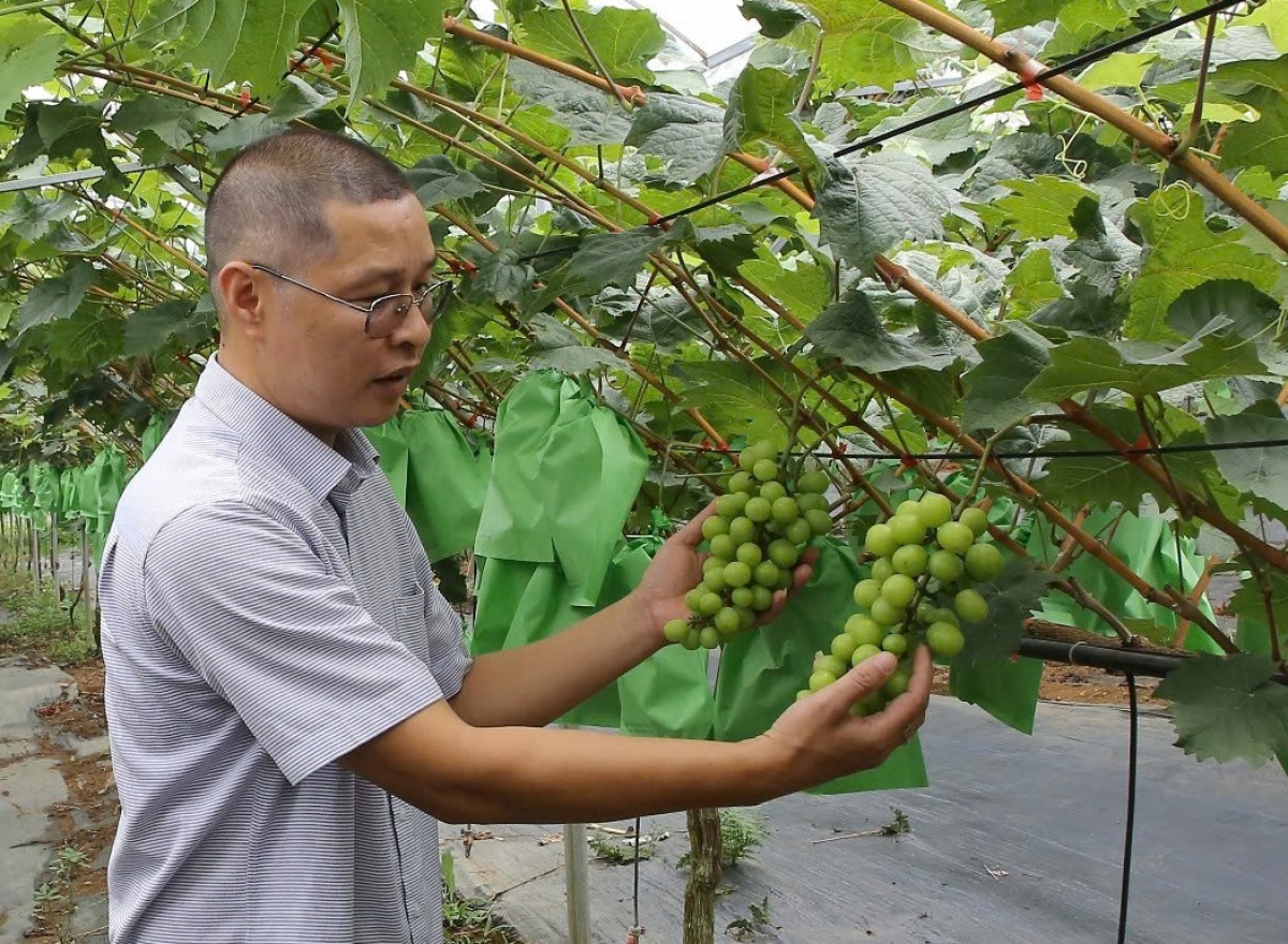 Giống nho ngoại nhập hợp thổ nhưỡng, khí hậu Thảo Nguyên, Sơn La 