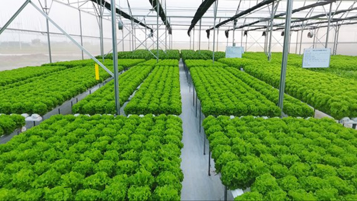 Hà Nội phát triển mạnh nhiều mô hình nông nghiệp xanh