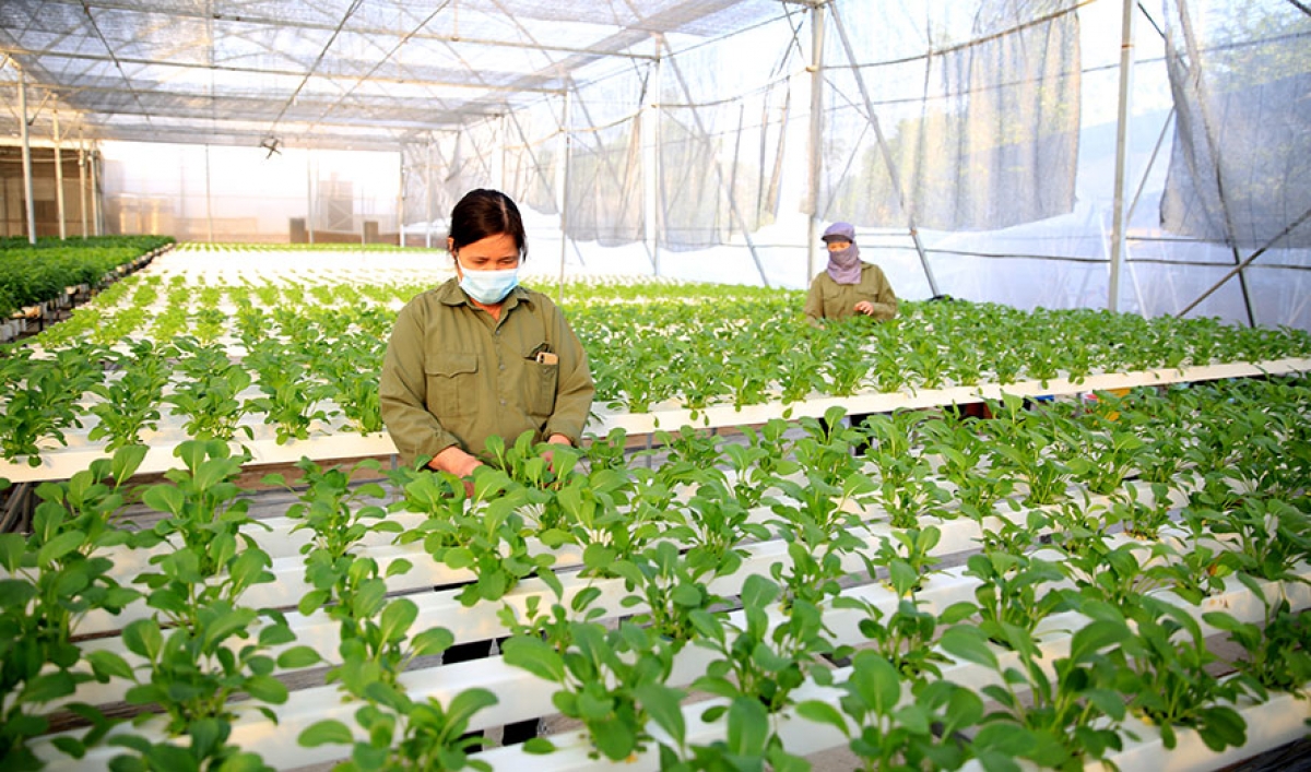 Hà Nội hiện thực hóa Nghị quyết Đại hội XVIII bằng phát triển nông nghiệp xanh