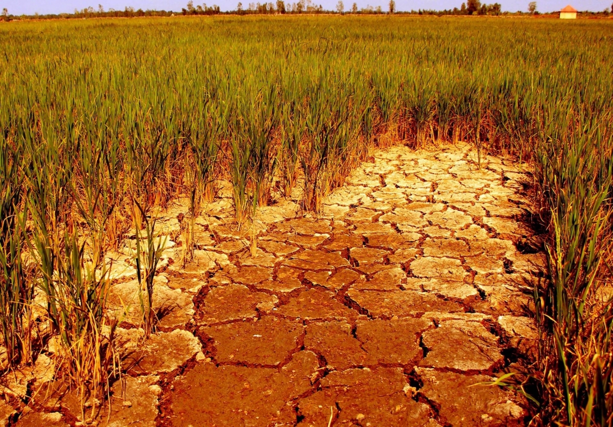Hạn hán kéo dài đe doạ “các vựa lương thực” của thế giới