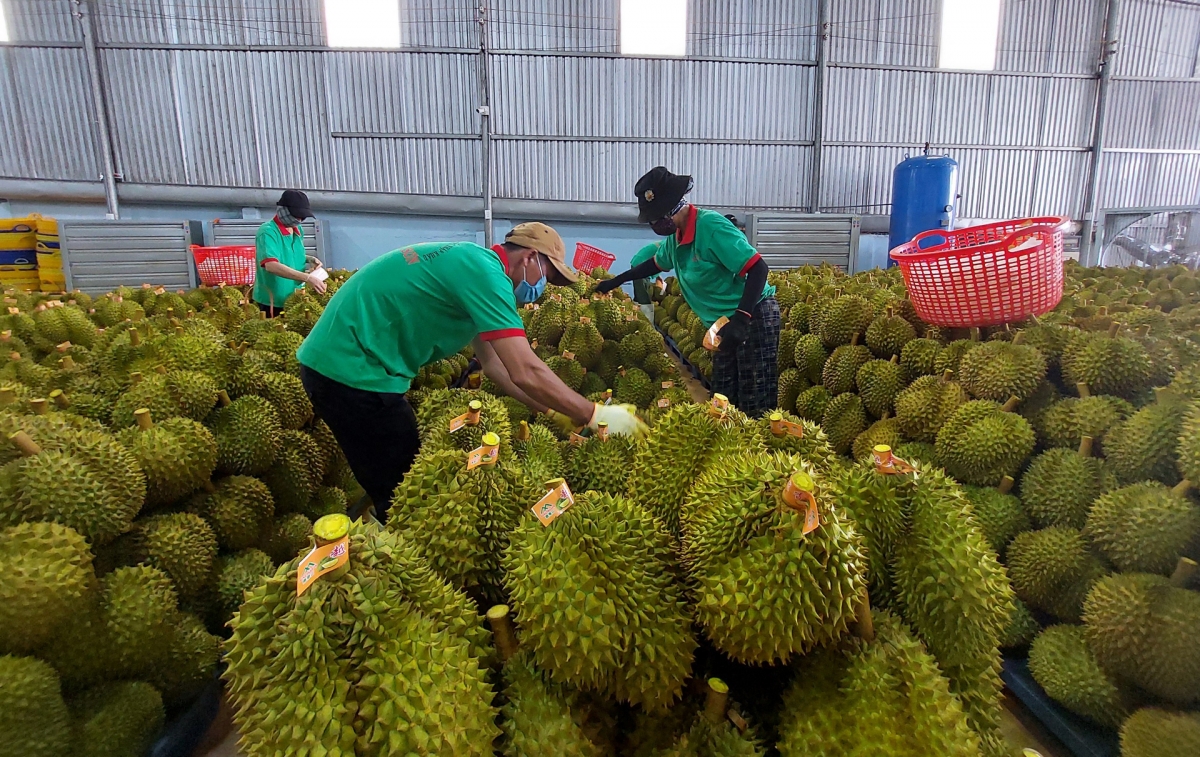 Sầu riêng tăng trưởng nóng, tiềm ẩn rủi ro về phát triển bền vững ( Ảnh minh họa)