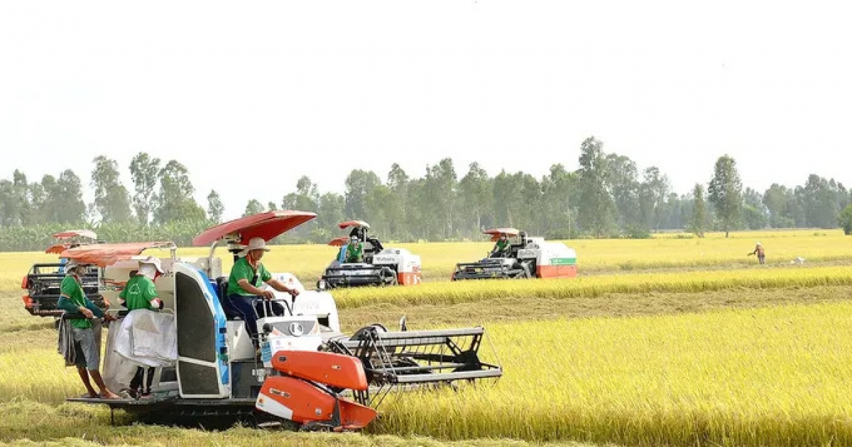 Sản xuất lúa gạo tại ĐBSCL