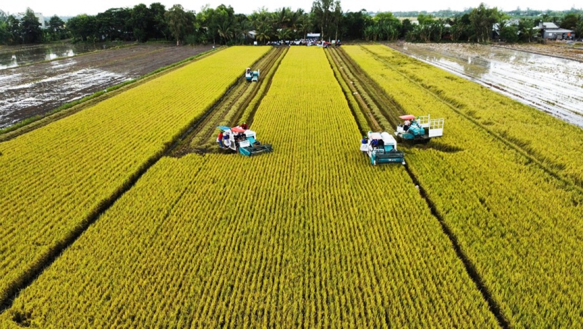 Đề án 1 triệu ha lúa được triển khai với mục tiêu đến năm 2030 giảm đáng kể lượng lúa giống, phân bón hóa học, thuốc bảo vệ thực vật và nước tưới