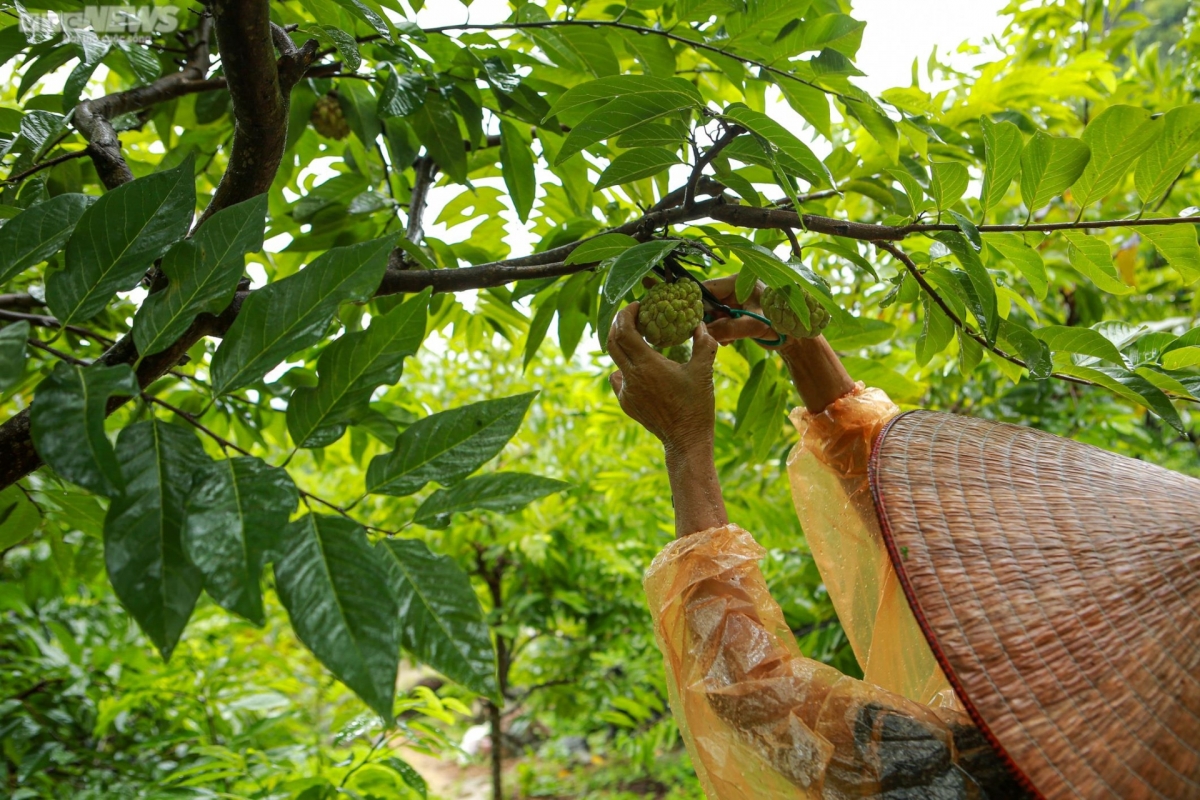 Tháng 8 hàng năm là thời điểm na Lạng Sơn vào vụ