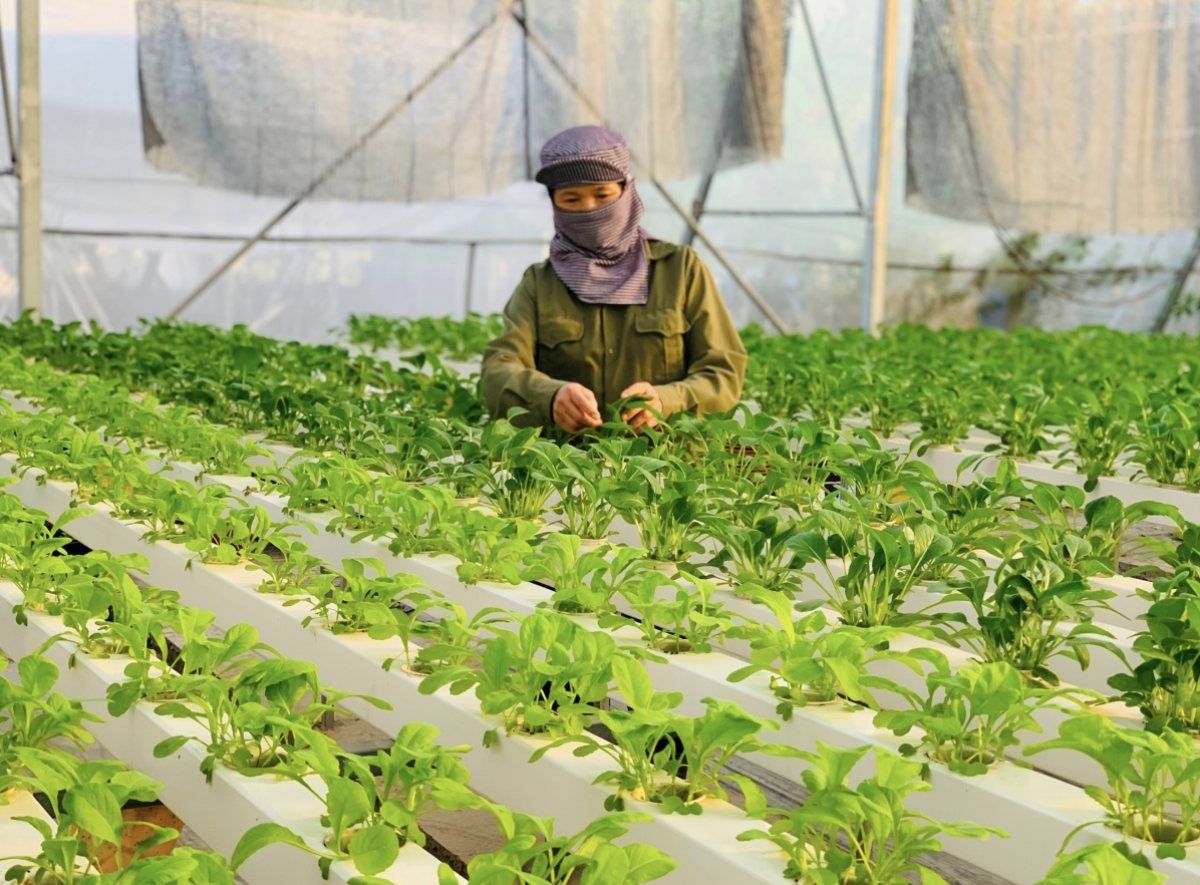 Mô hình nông nghiệp công nghệ cao trong đô thị Hà Nội