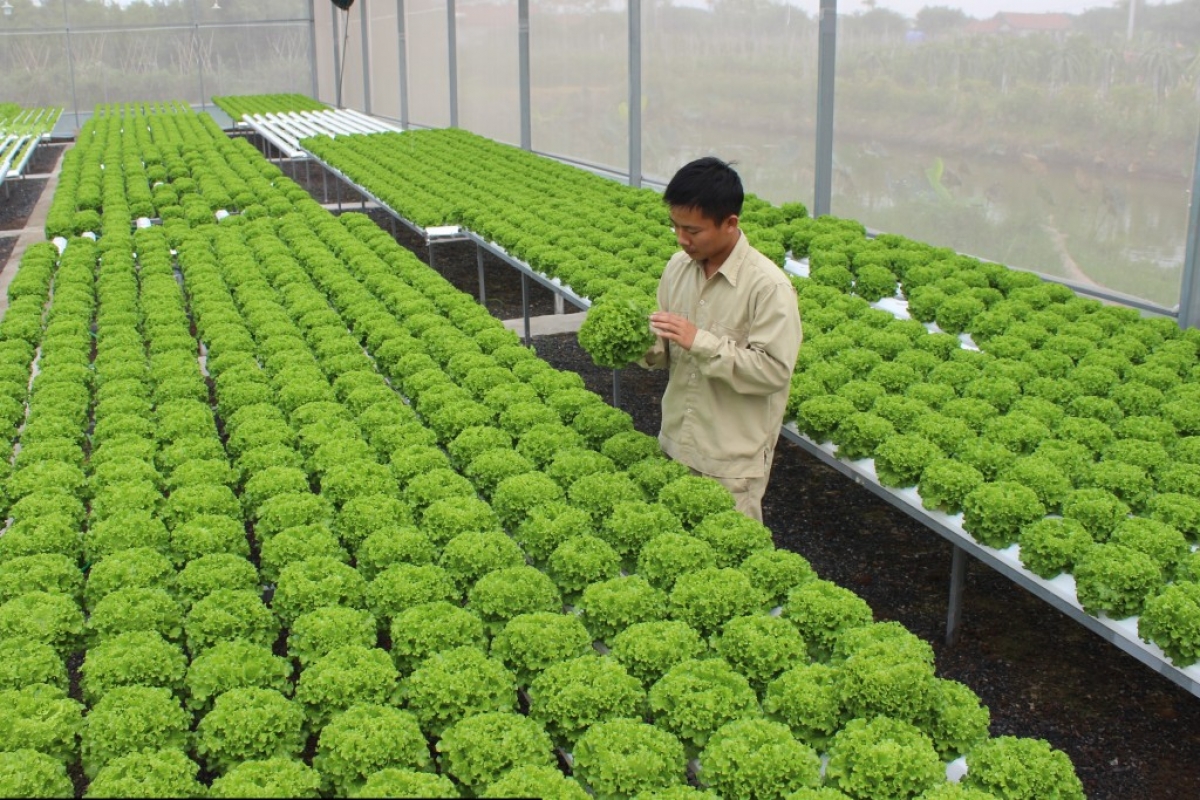 Hà Nội hướng tới sản xuất nông nghiệp xanh bền vững.