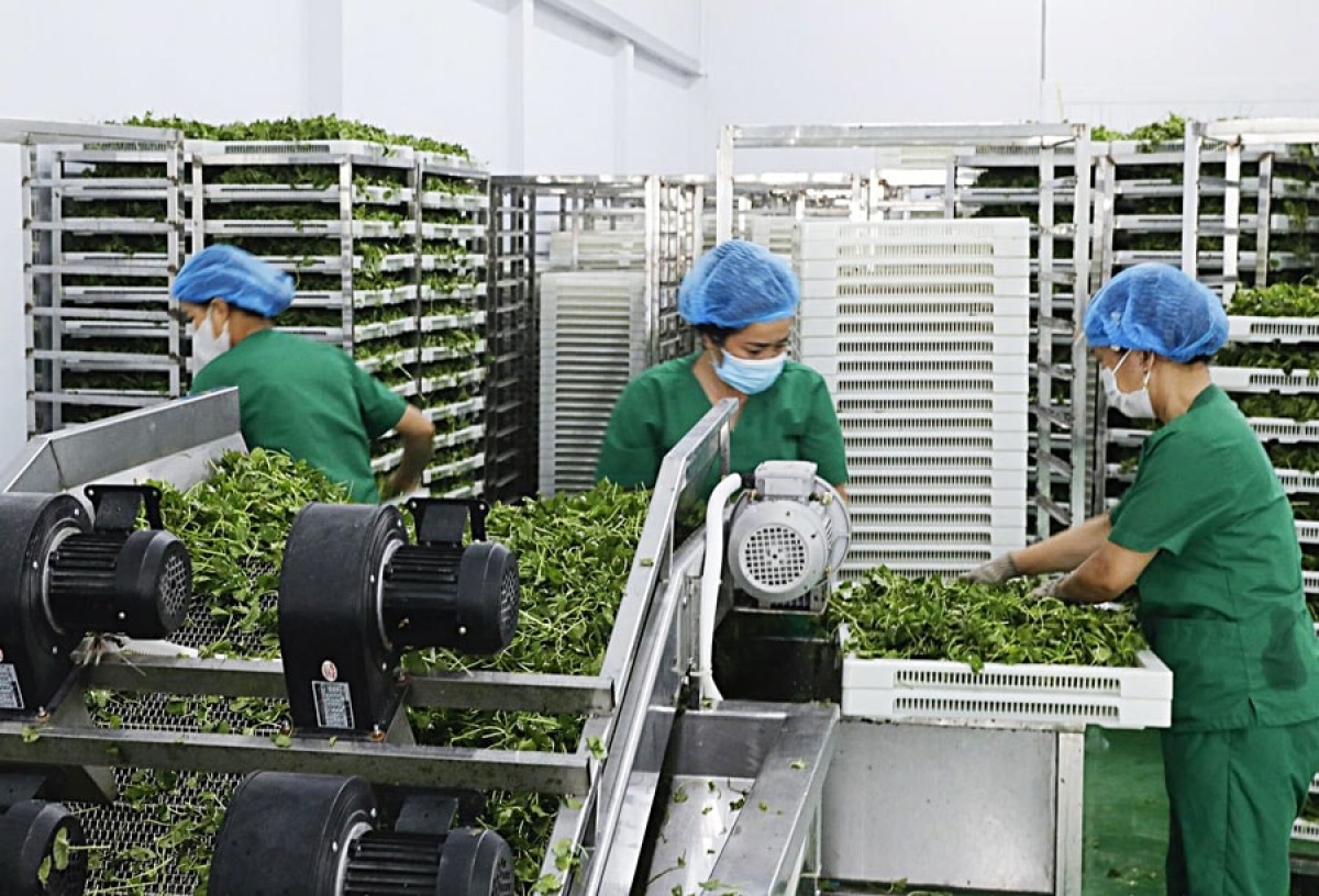 Hà Nội đổi mới tư duy trong sản xuất nông nghiệp và xuất khẩu