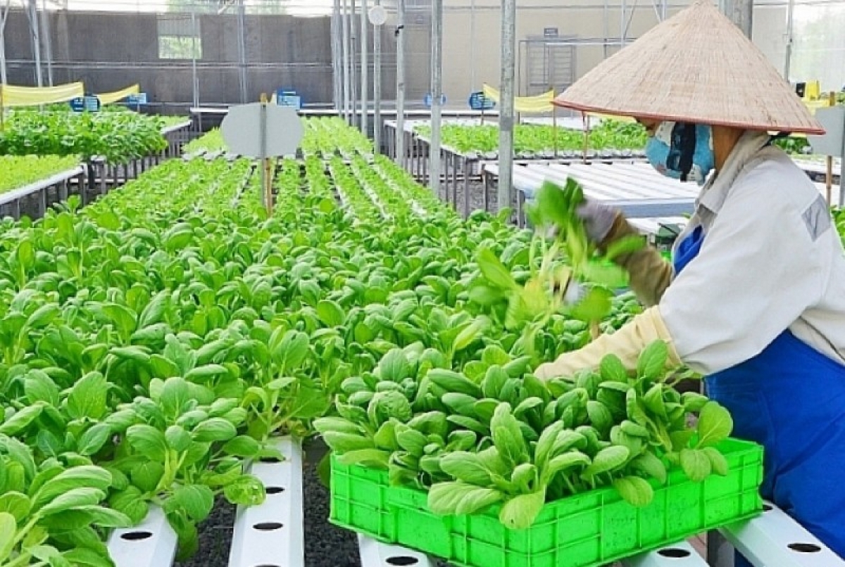 Hà Nội đang đẩy mạnh sản xuất nông nghiệp theo hướng sinh thái, tuần hoàn, chuỗi giá trị và chuyển đổi xanh