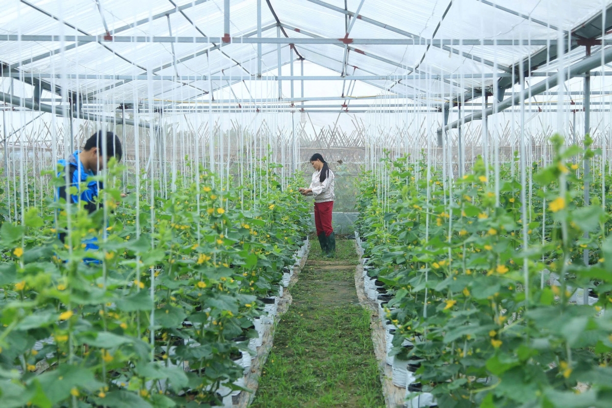 Phát triển nông nghiệp đô thị, xu hướng tất yếu của nông nghiệp Hà Nội