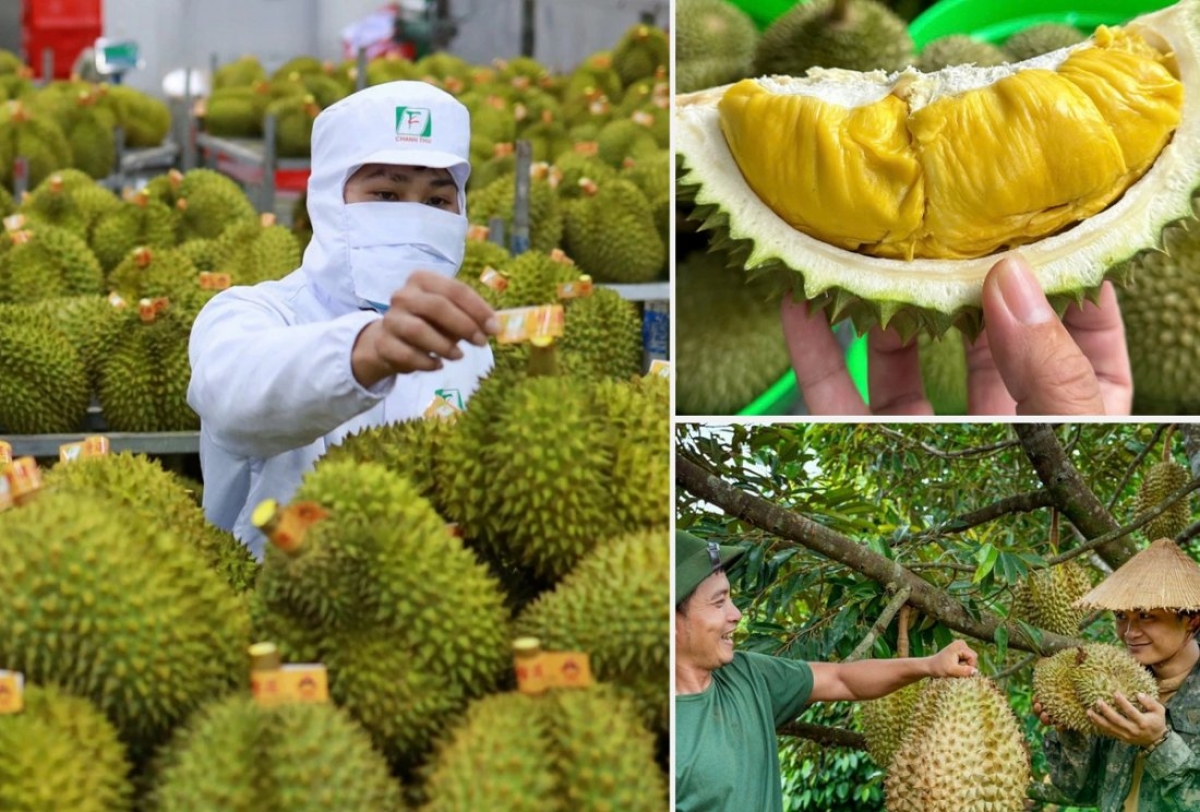 Các địa phương rà soát, quản lý chặt chẽ diện tích sầu riêng không mở rộng diện tích; tập trung nâng cao năng suất, chất lượng và hiệu quả sản xuất; tổ chức sản xuất gắn với liên kết chuỗi và nhu cầu thị trường.
 