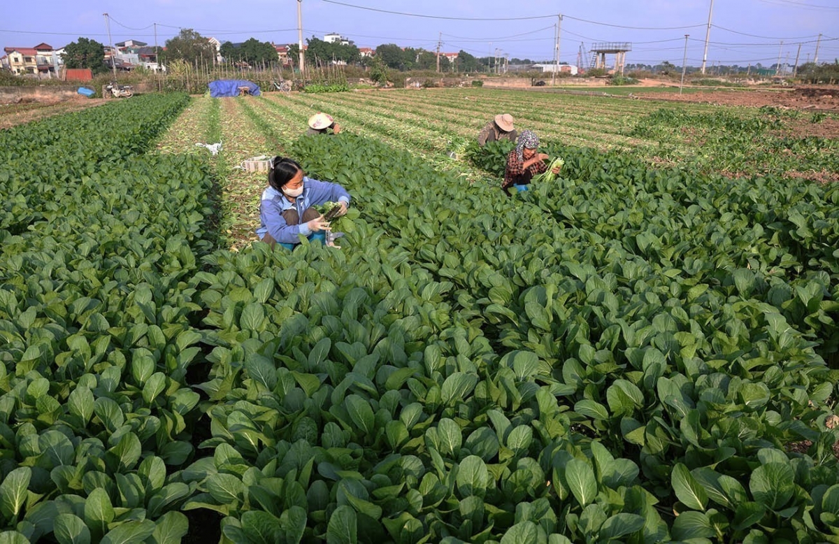 Người tiêu dùng ưa chuộng rau an toàn Văn Đức