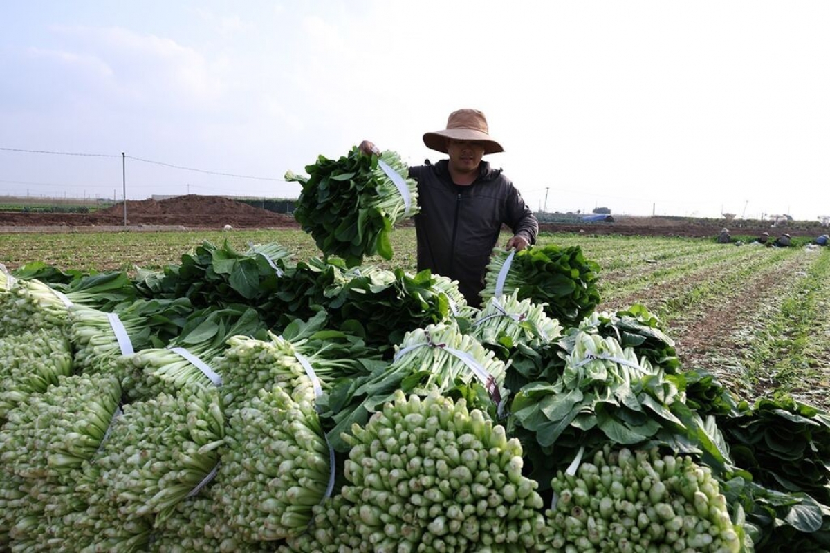 Làng rau Văn Đức có lợi thế xây dựng hoạt động trải nghiệm giáo dục về nông nghiệp và môi trường cho du khách.
