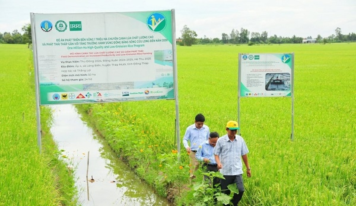 Cánh đồng lúa trong đề án 1 triệu ha lúa chất lượng cao và phát thải thấp tại Đồng bằng Sông Cứu Long