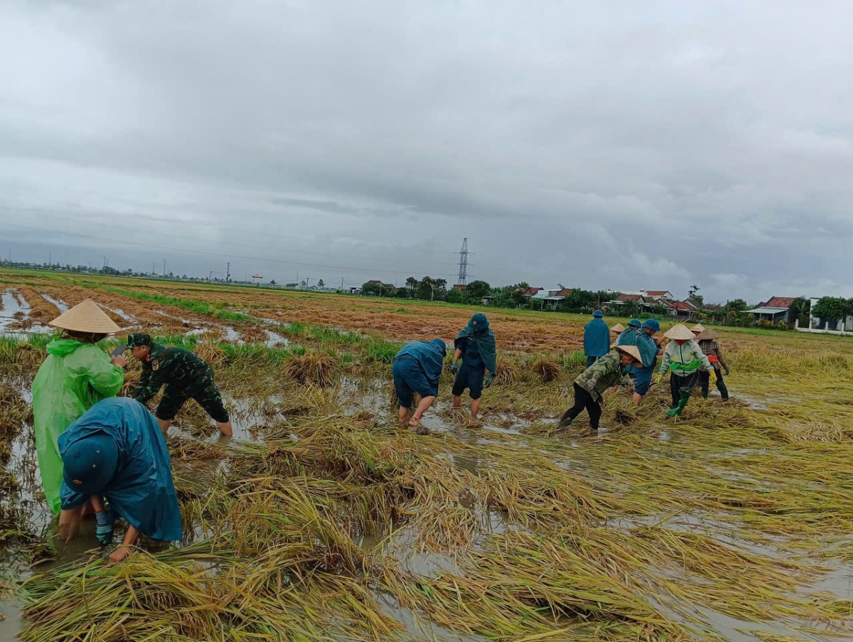 Bộ đội giúp dân thu hoạch lúa tại xã Hoà Thịnh, tỉnh Đắk Lắk