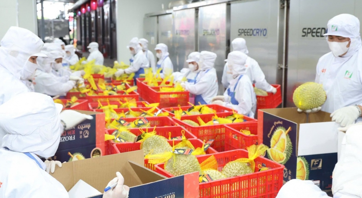 Sầu riêng, thanh long và dừa là những mặt hàng trái cây chủ lực của Việt Nam đã hoặc đang trong nhóm xuất khẩu tỷ đô 
