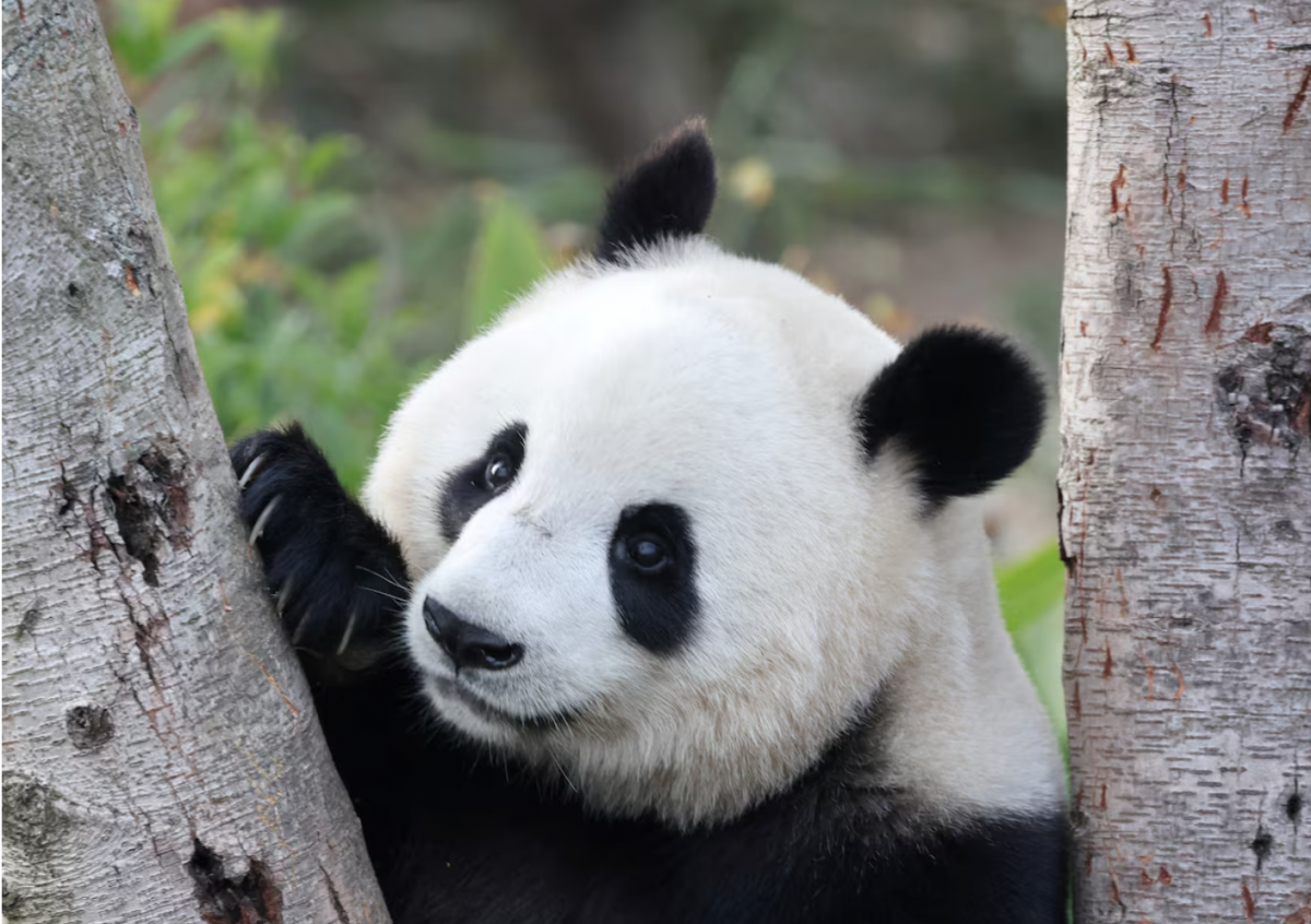 Một chú gấu trúc đang chơi đùa ở Trung tâm Nghiên cứu và Nhân giống gấu trúc lớn Thành Đô. Ảnh: Reuters