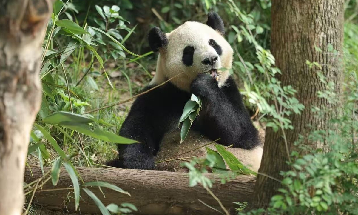 Gấu trúc Bình Bình. Ảnh: Hiệp hội Bảo tồn Động vật hoang dã Trung Quốc