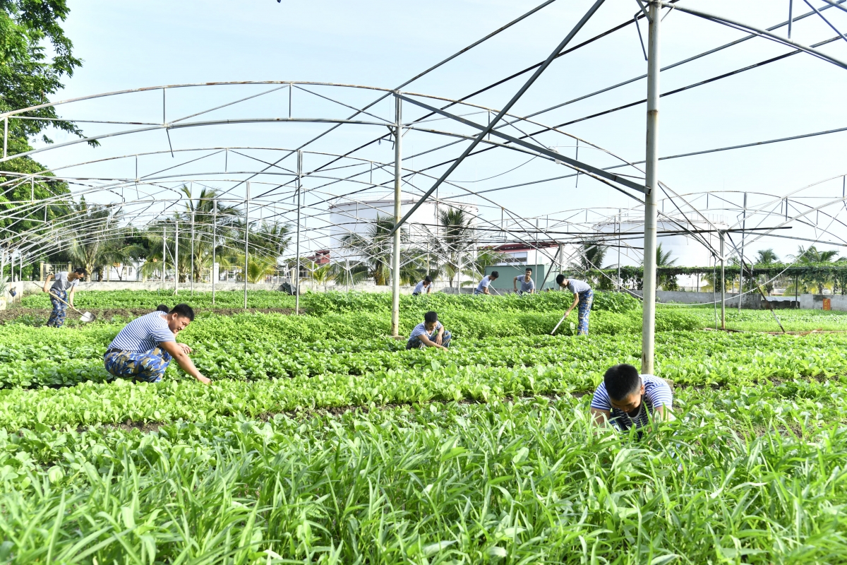 Khu trồng rau tại Lữ đoàn 167 được các cán bộ chiến sĩ chăm sóc kĩ lưỡng