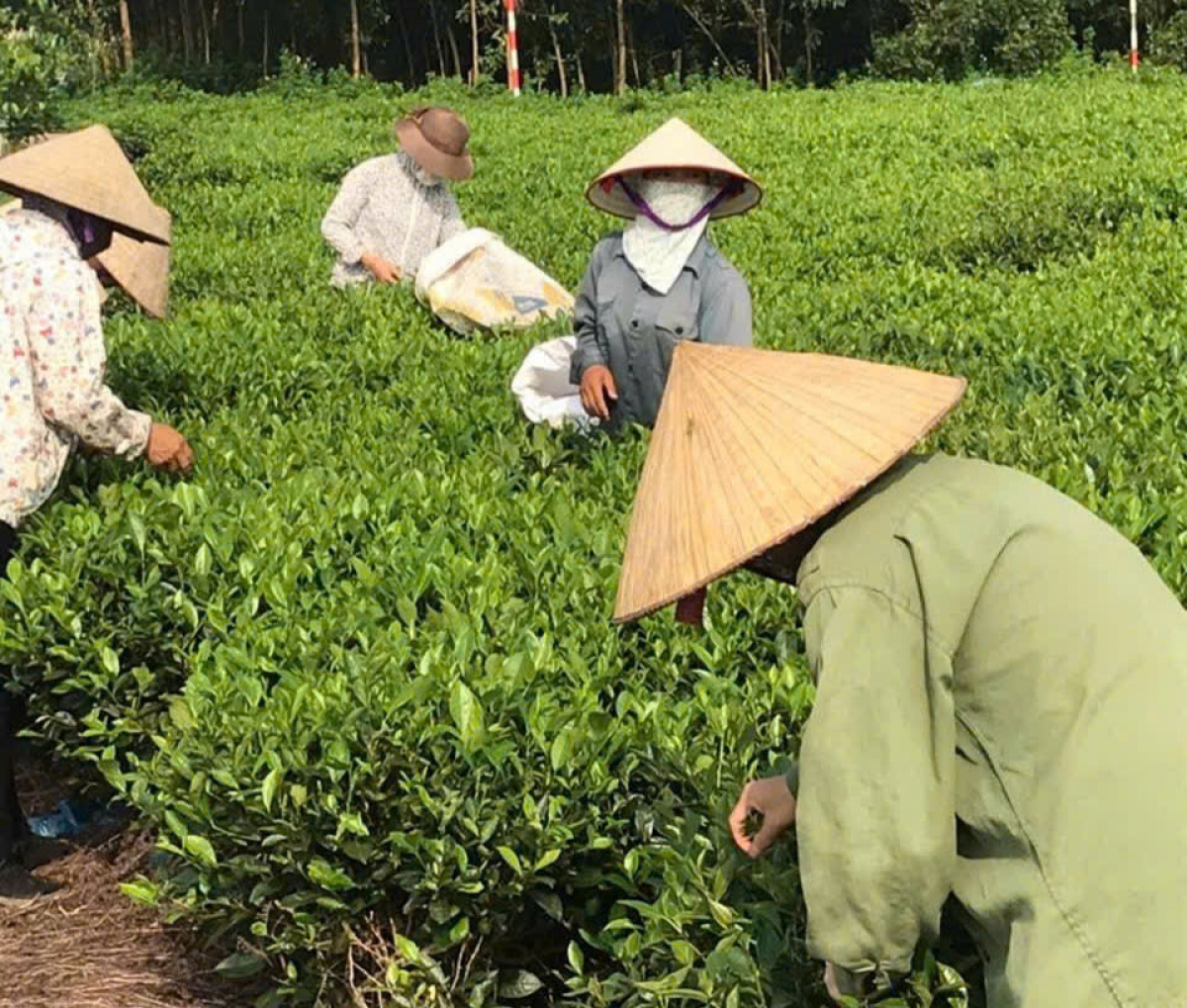 Mô hình trồng chè không thuốc bảo vệ thực vật ở xã Trung Giã