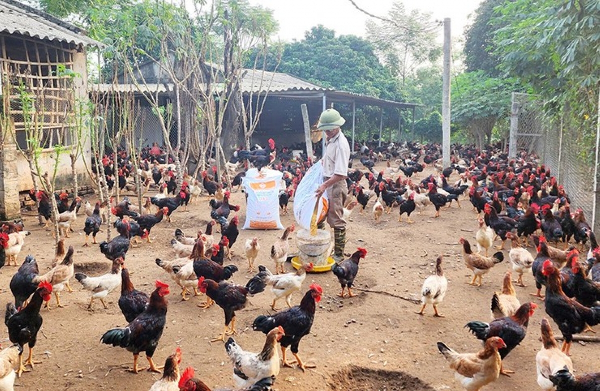 Hà Nội: Ban hành quy định mật độ chăn nuôi đến năm 2030