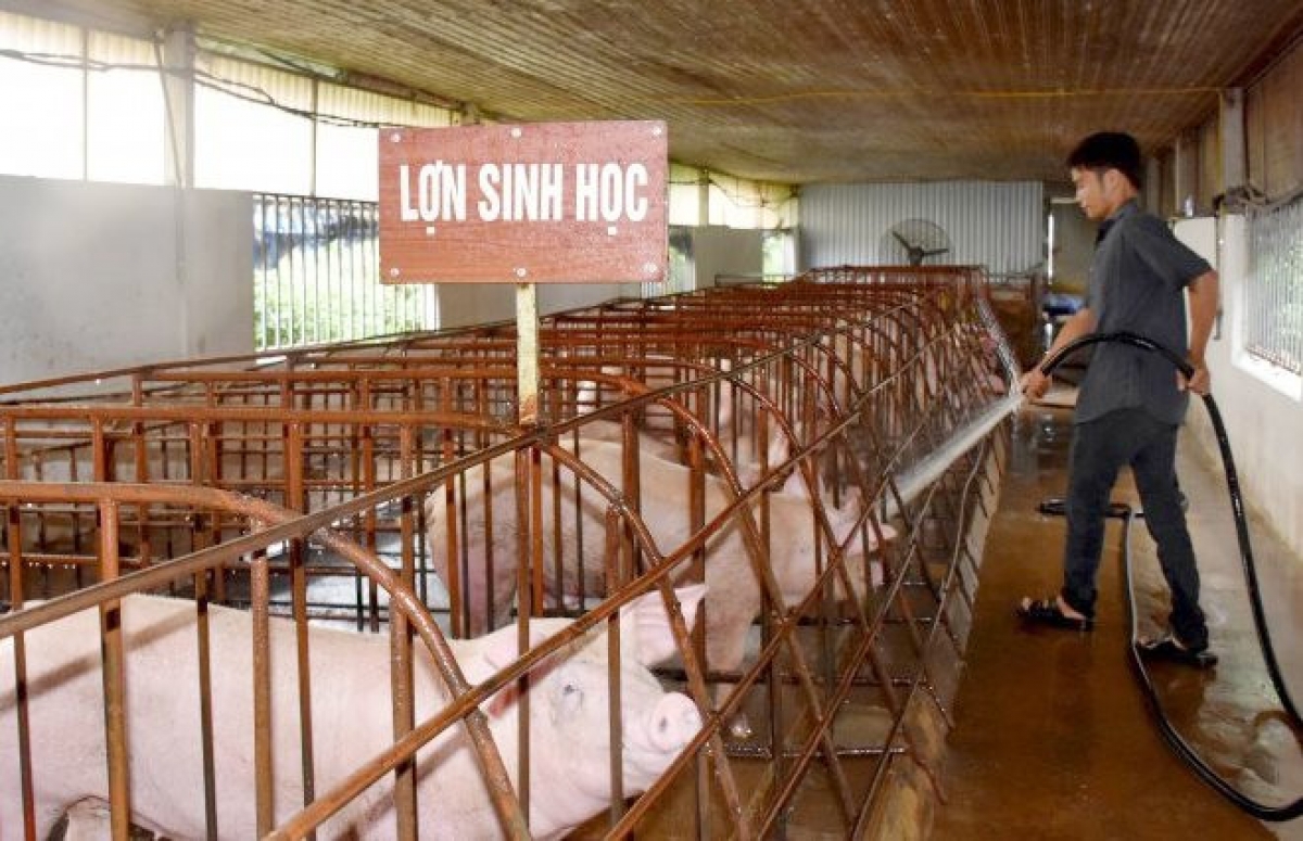 Phúc Thọ xây dựng quy trình chăn nuôi an toàn sinh học, kiểm soát từ con giống, thức ăn đến quá trình nuôi.