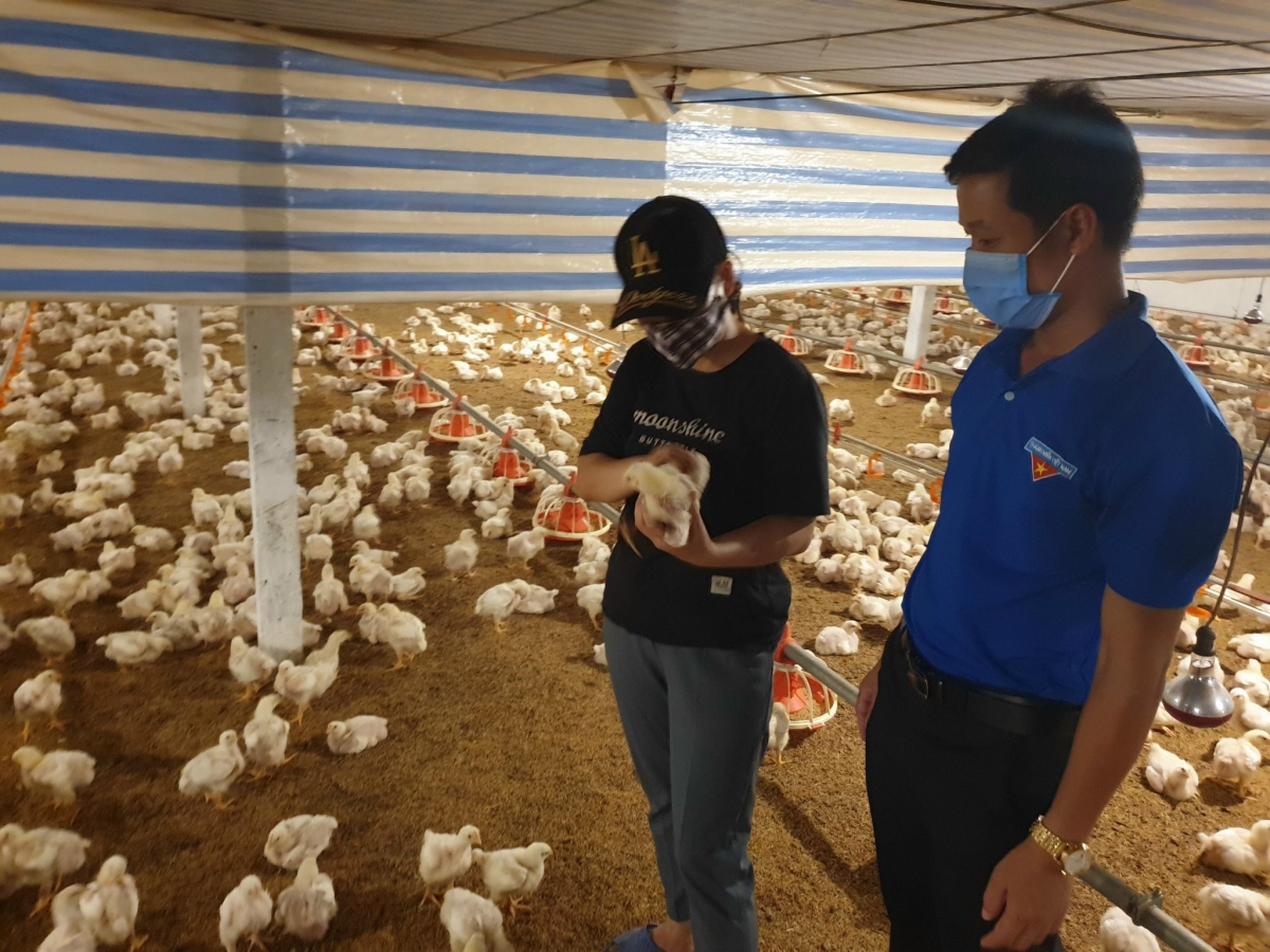 Các hộ chăn nuôi đẩy mạnh phòng chống dịch bệnh.