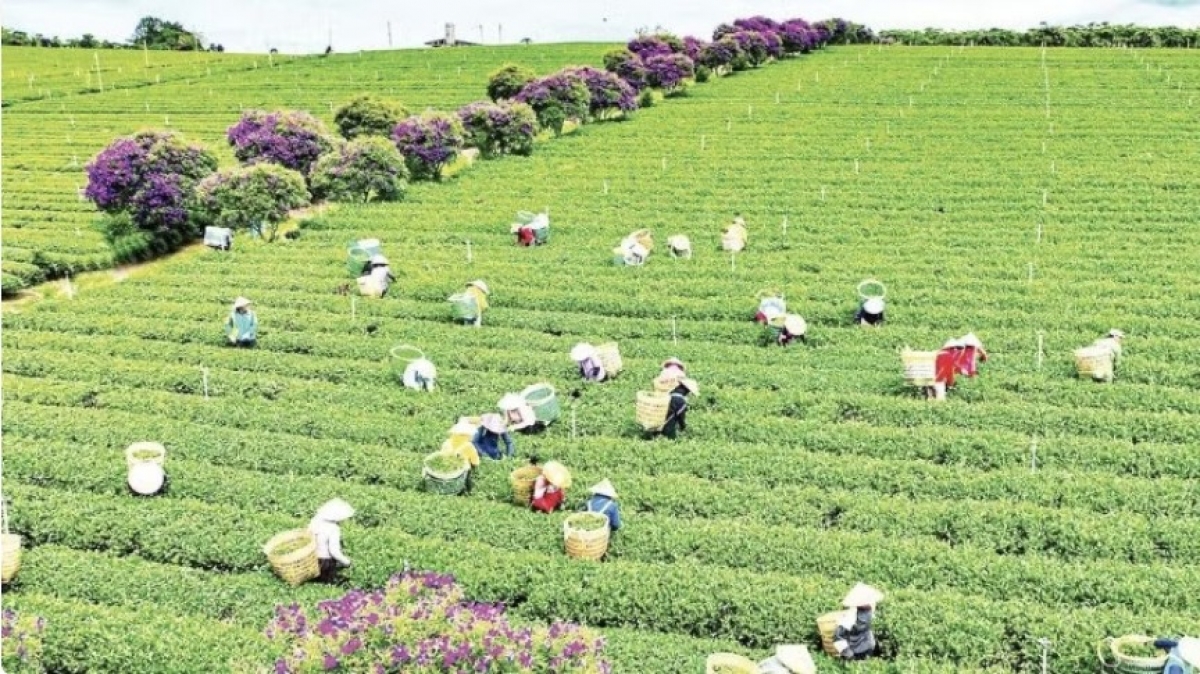 Thu hoạch chè tại vùng chè Lâm Đồng - “trụ đỡ” của kinh tế nông nghiệp địa phương.
