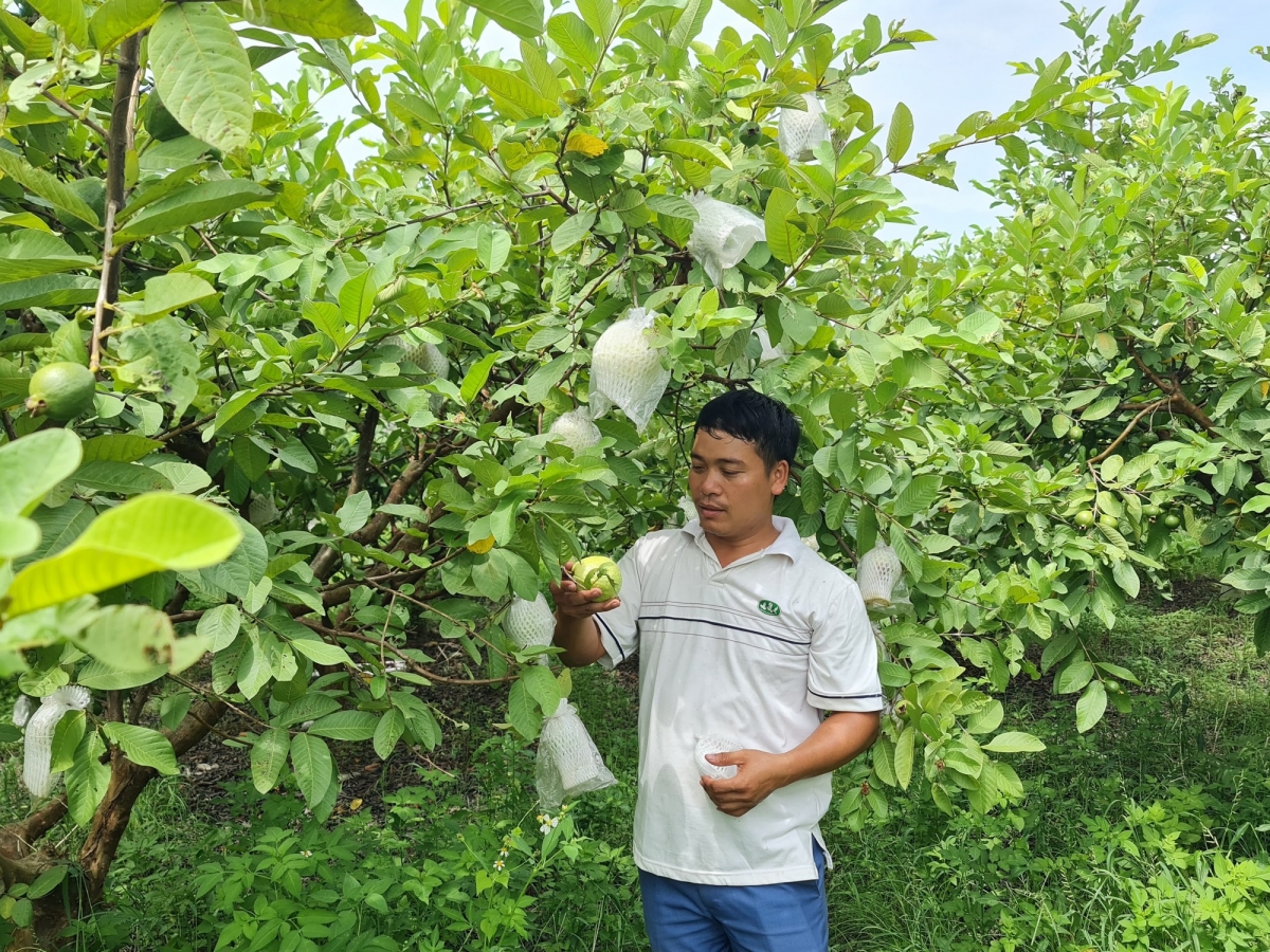 Mô hình trồng ổi của Hợp tác xã nông nghiệp Khánh Phong