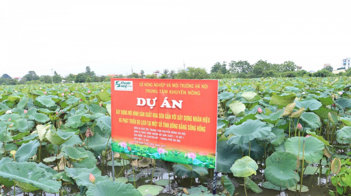 Theo Giám đốc Trung tâm Khuyến nông Hà Nội Nguyễn Thị Kim Quế, mục tiêu trọng tâm của Chương trình khuyến nông giai đoạn 2026-2030 là chuyển giao và khuyến khích áp dụng tiến bộ khoa học kỹ thuật, công nghệ hiện đại nhằm nâng cao năng lực sản xuất, hiệu quả kinh doanh nông nghiệp, góp phần phát triển nền nông nghiệp sinh thái, đa giá trị.