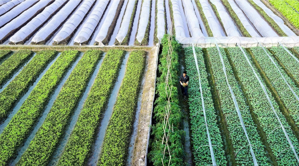 Nông nghiệp vùng bãi có điều kiện thuận lợi phát triển.